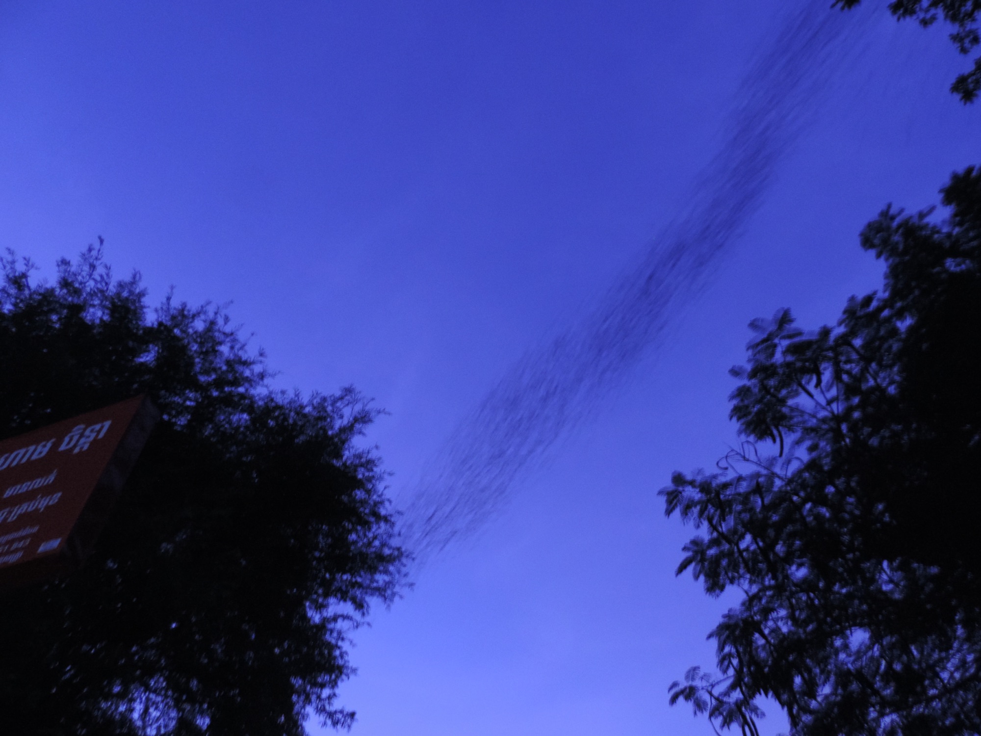 Zwerm vleermuizen in blauwe avondlucht.