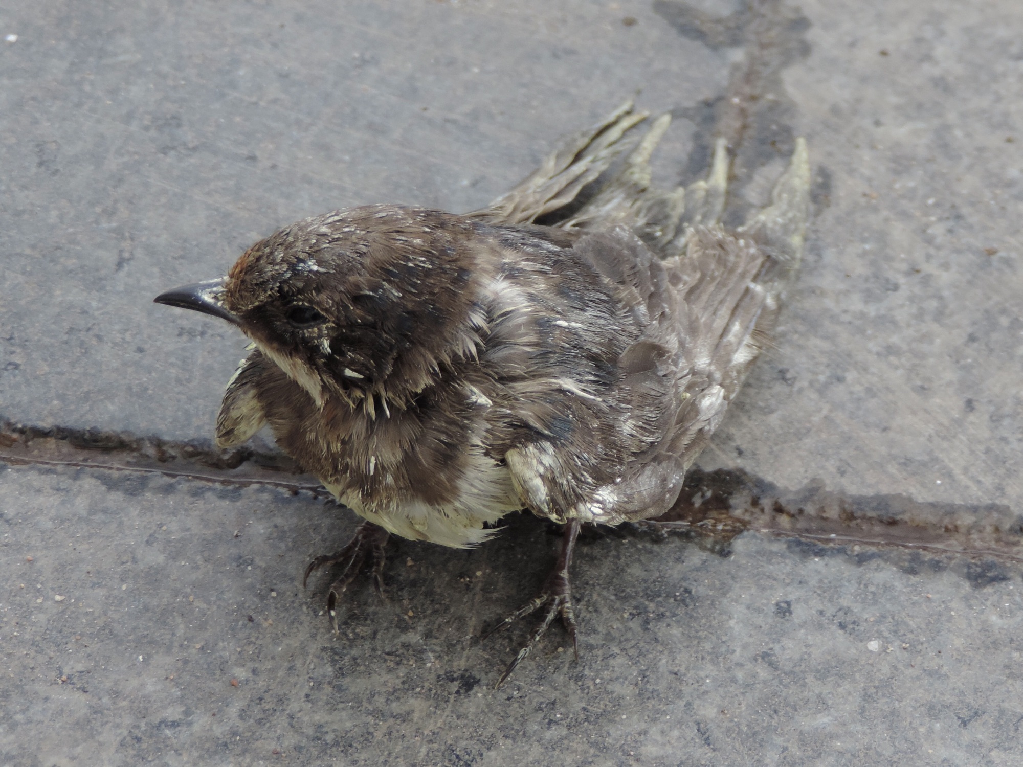 Klein versuft grijs vogeltje.