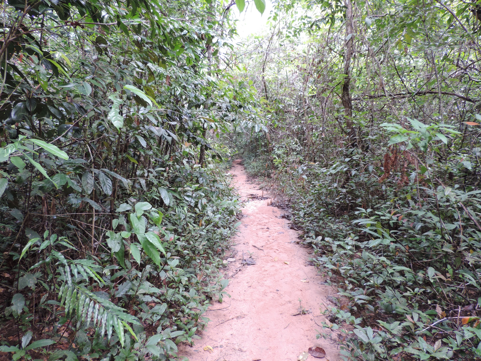 Rood bospad in de jungle.