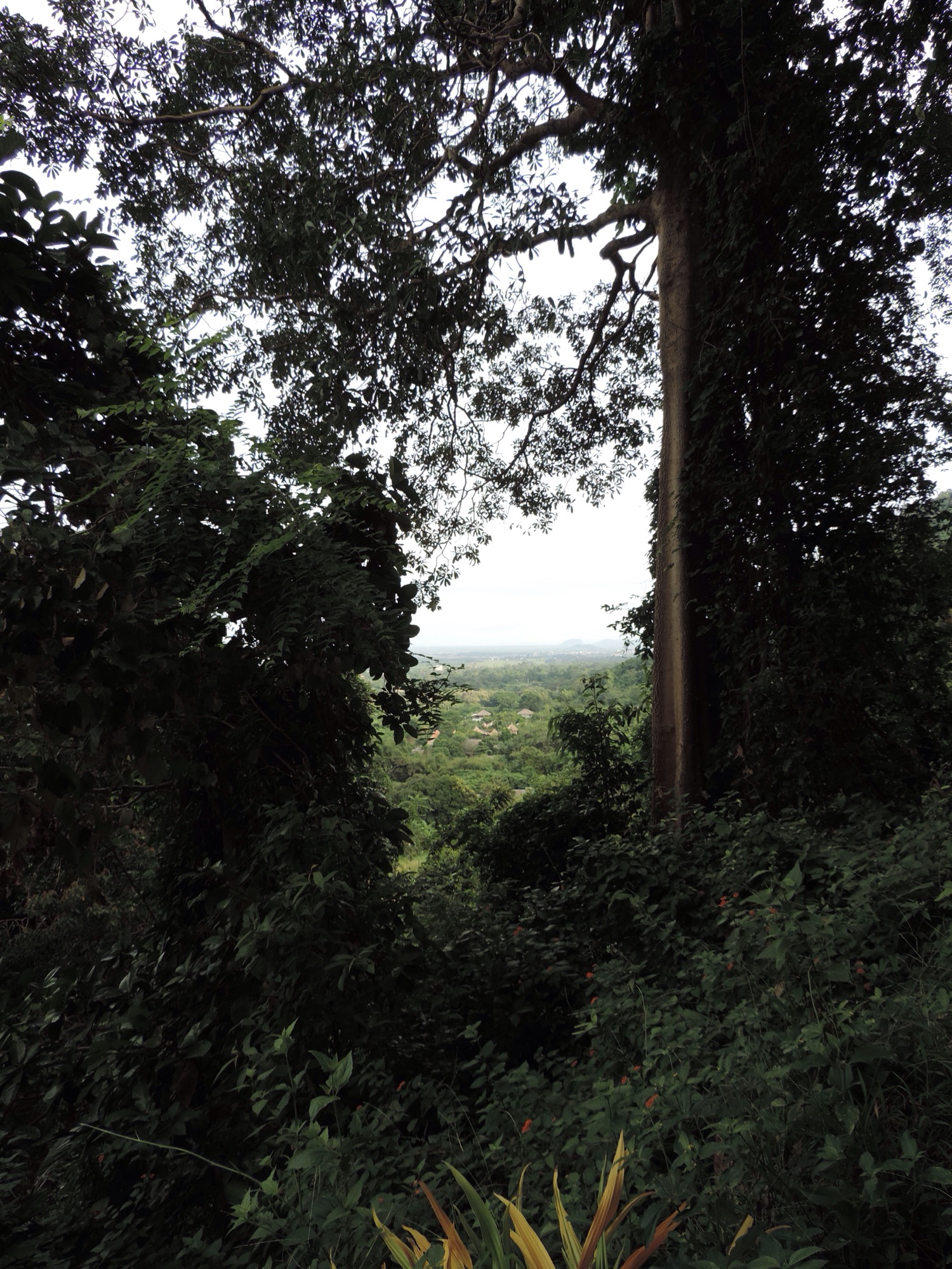 Doorkijk op panorama van tussen bomen.
