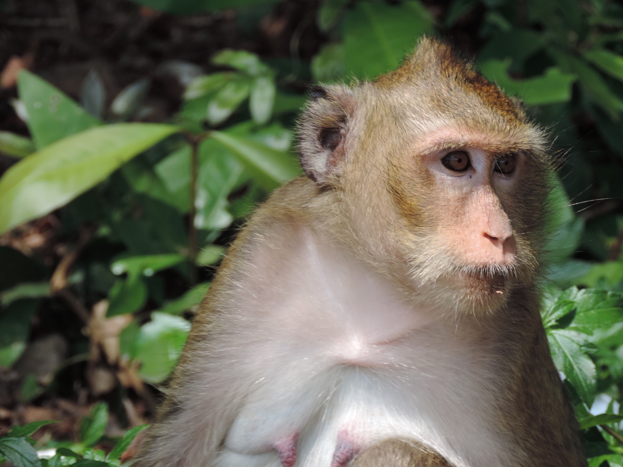 Close-up van makaak.