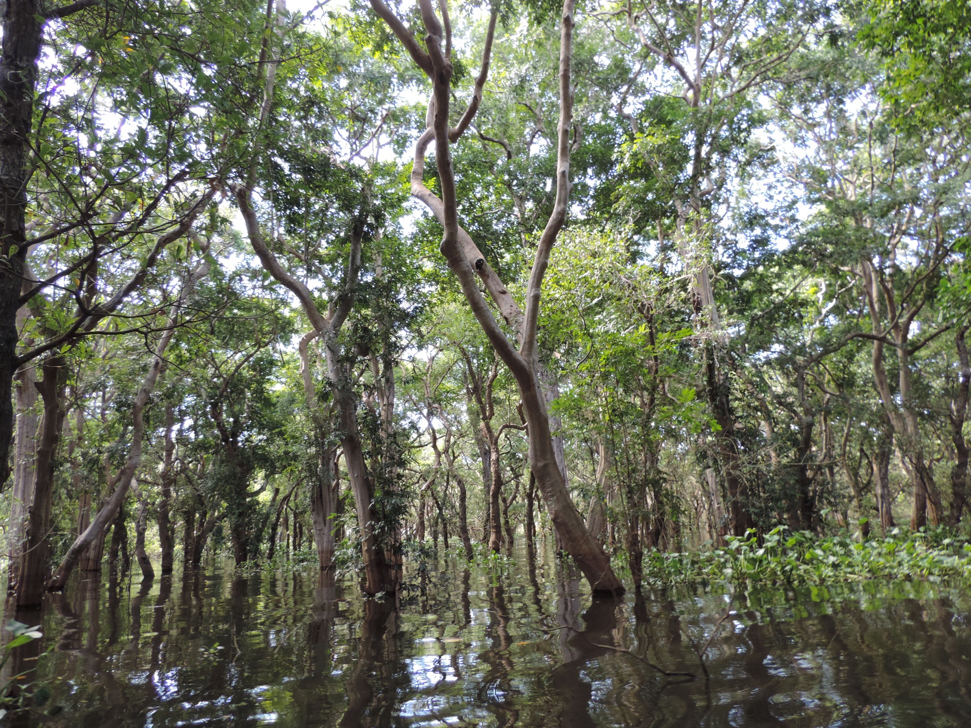 Moeras en meer met bomen in het water.