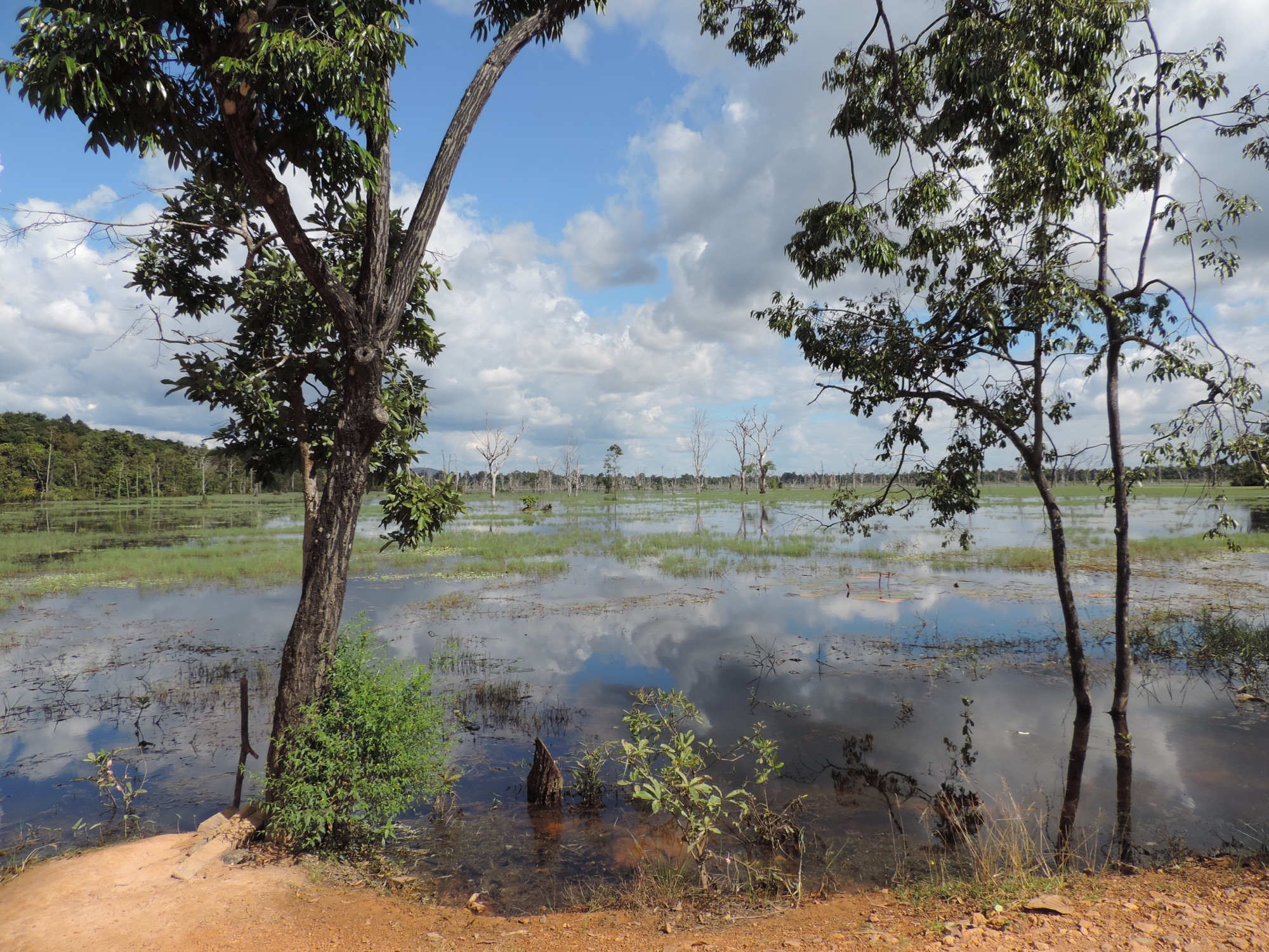 Open moeras landschap met dode bomen.