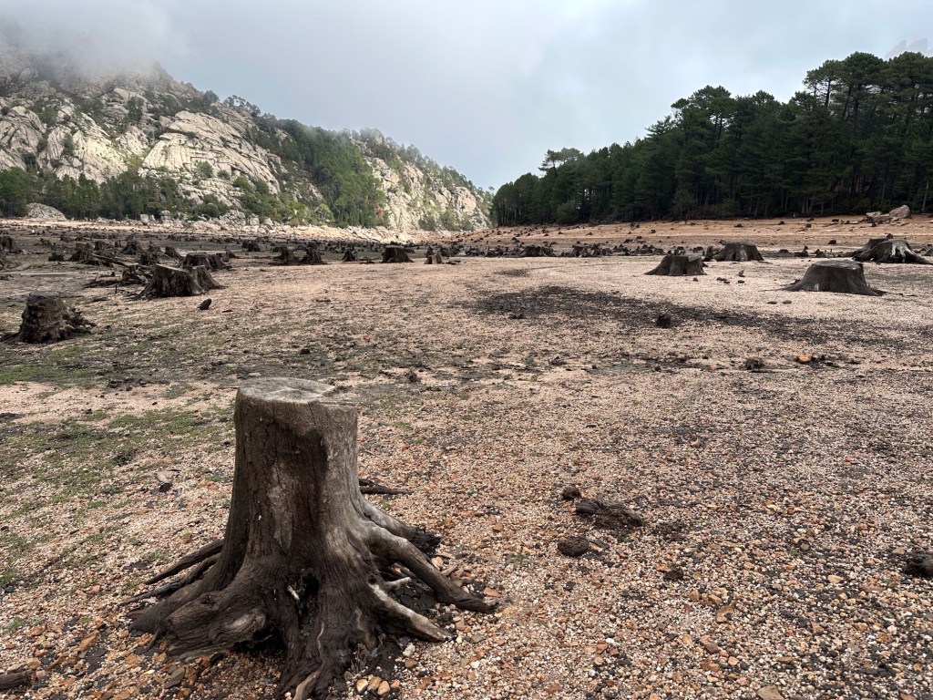 Droog stuwmeer met boomstronken. 