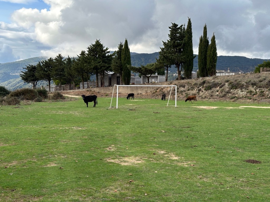 Vier koeien op voetbalveld. 