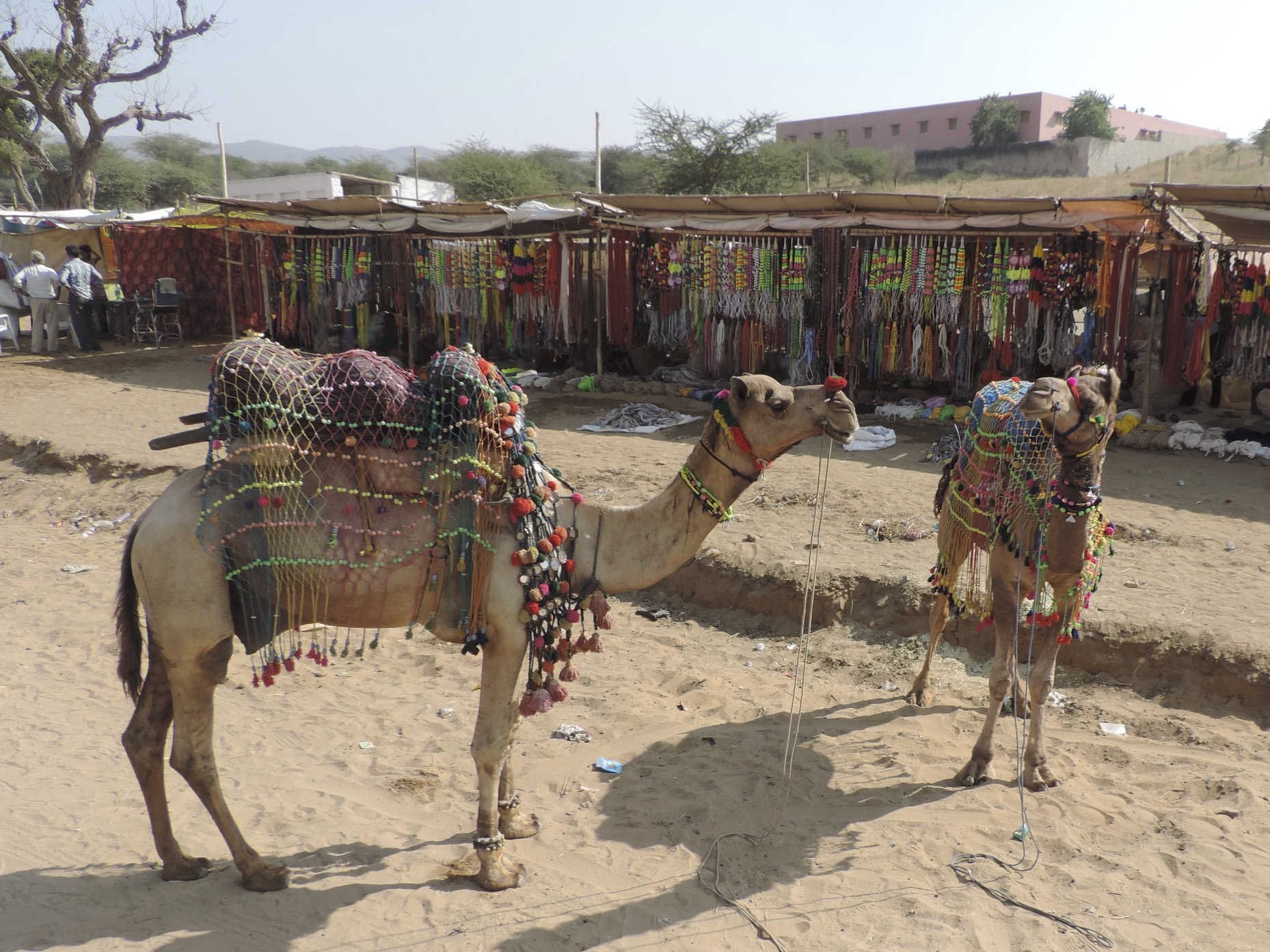 Versierde kamelen