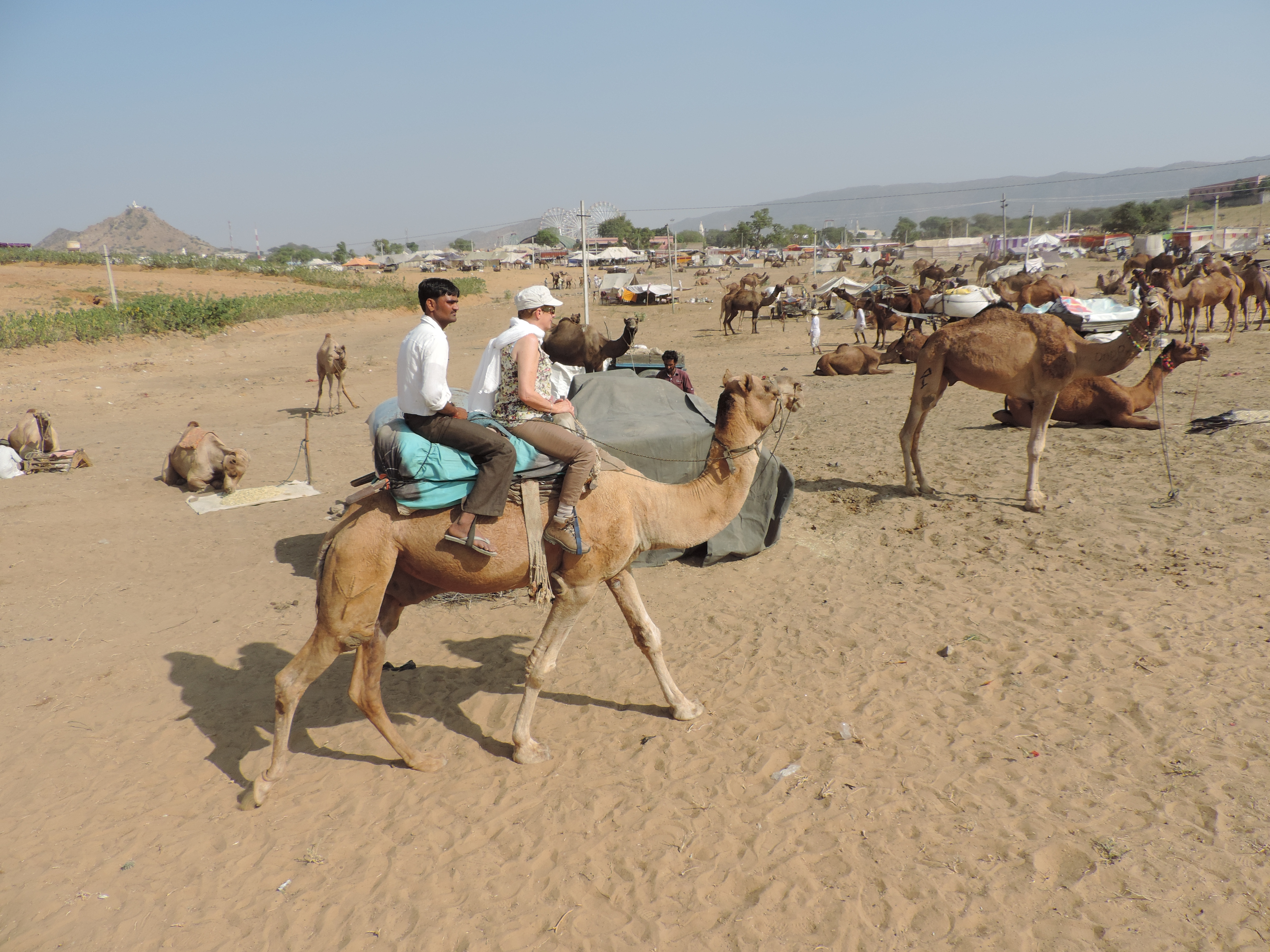 Toeristen op kameel in Pushkar.