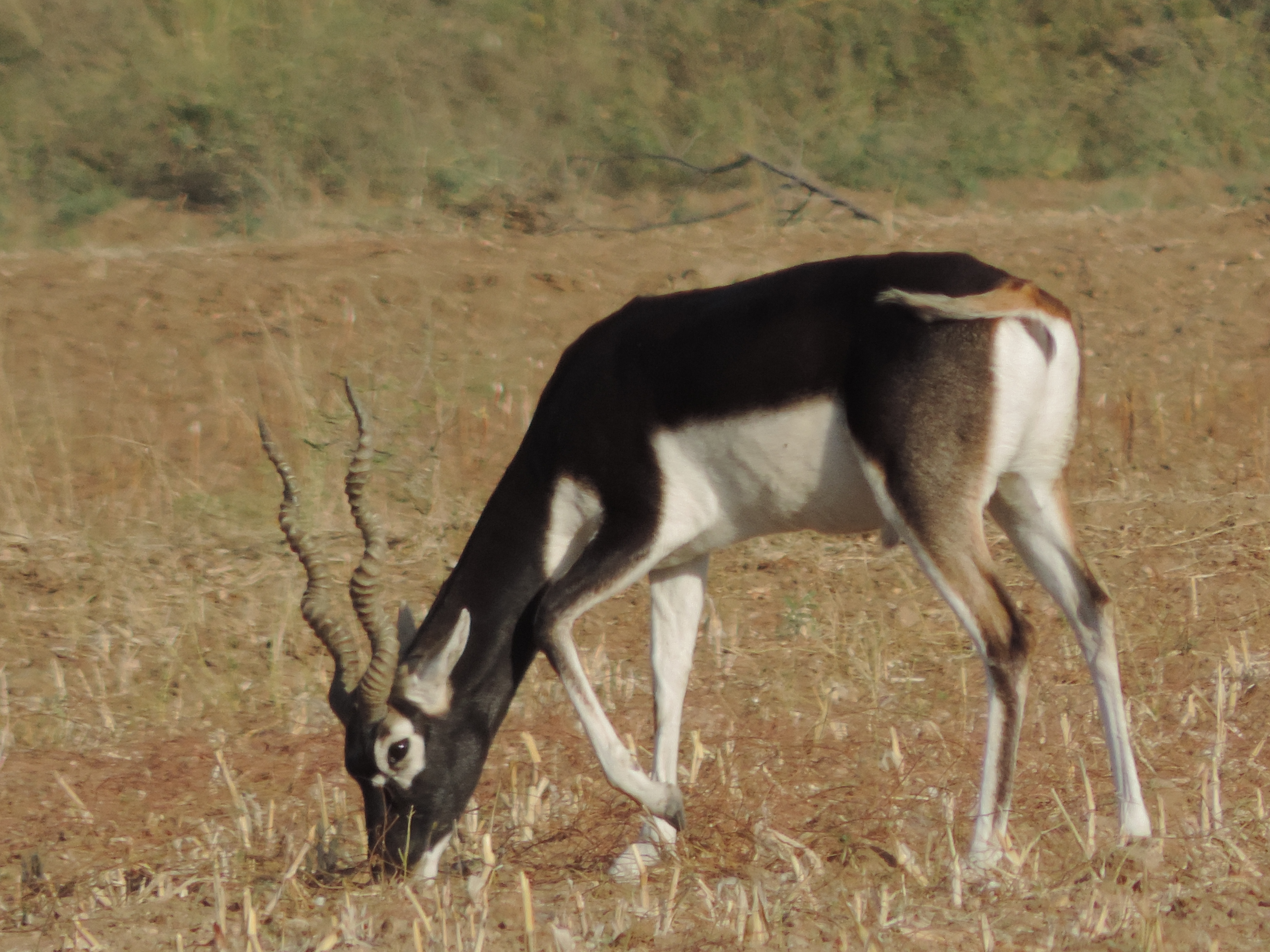 Grazende blackbuck.