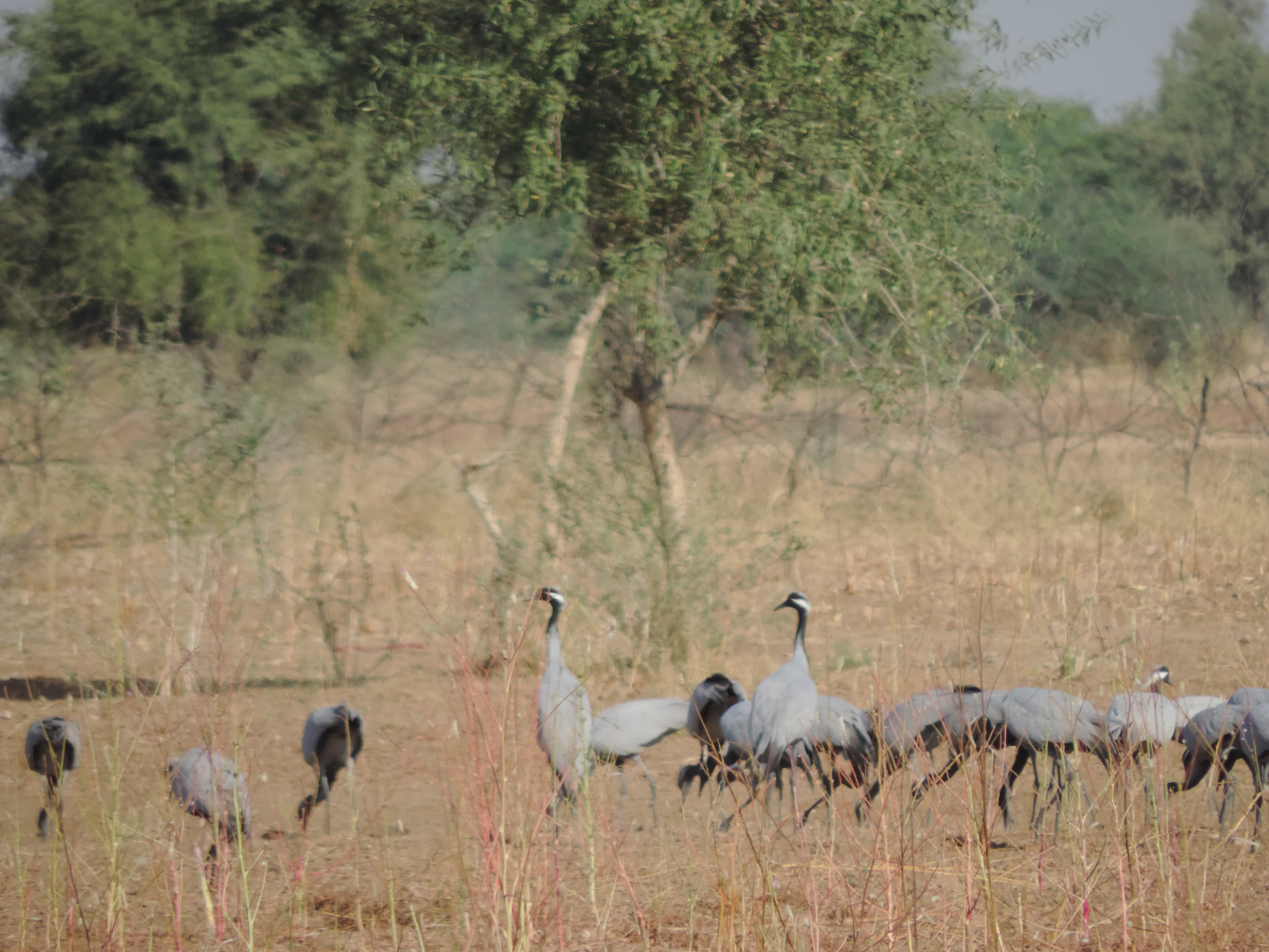 Kraanvogels in weide.