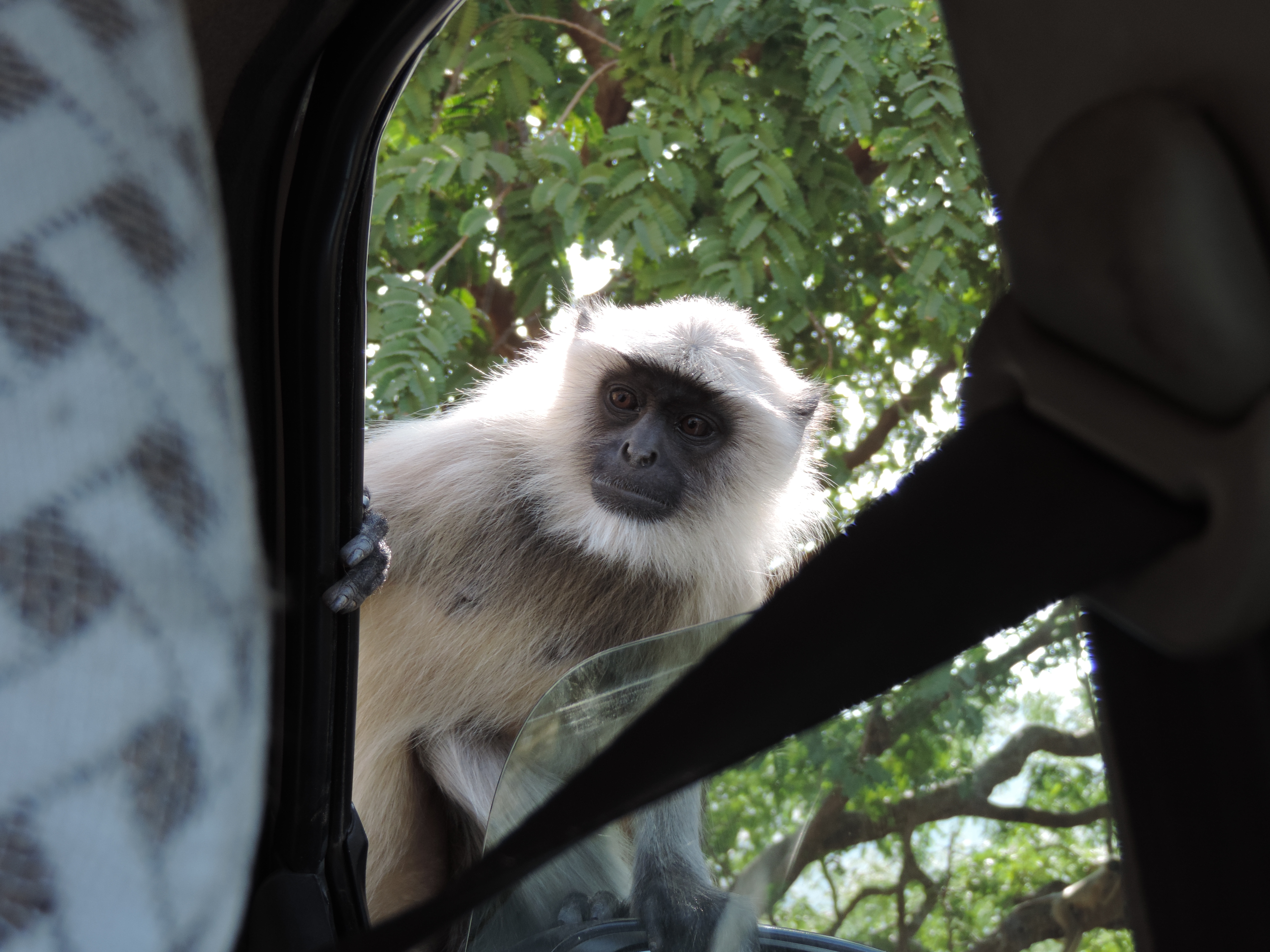 Langoer-aapje staart binnen.