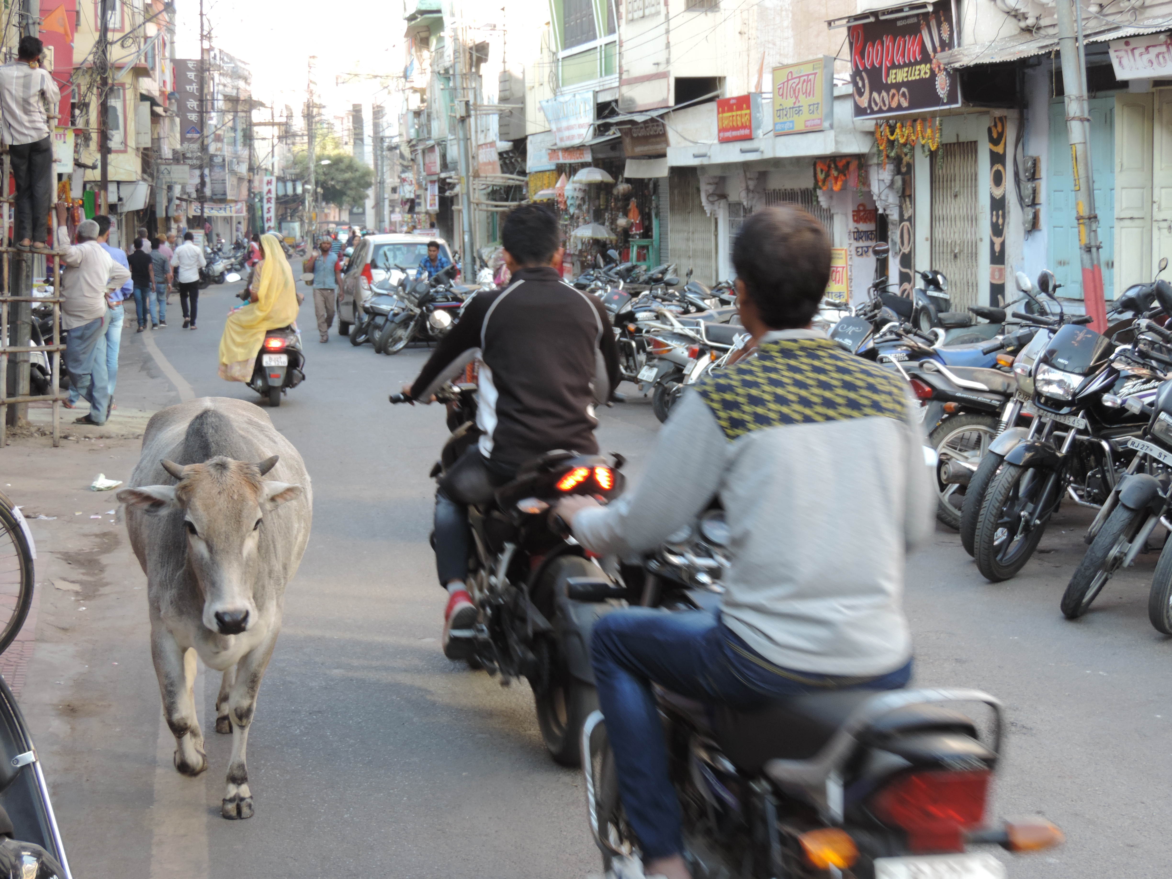 Udaipur: straat met koe en motorrijders.
