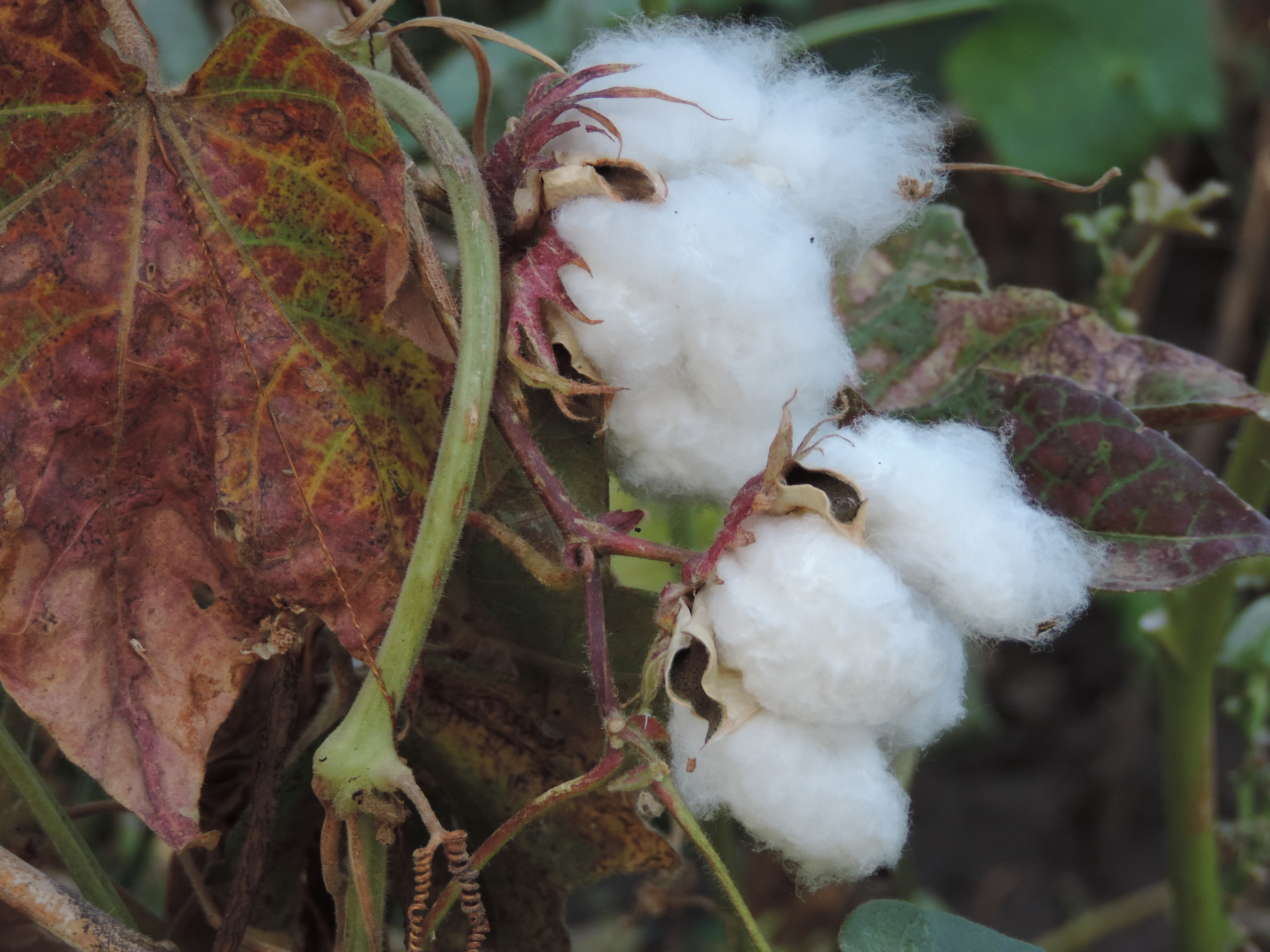 Katoenvlokken aan katoenplant.