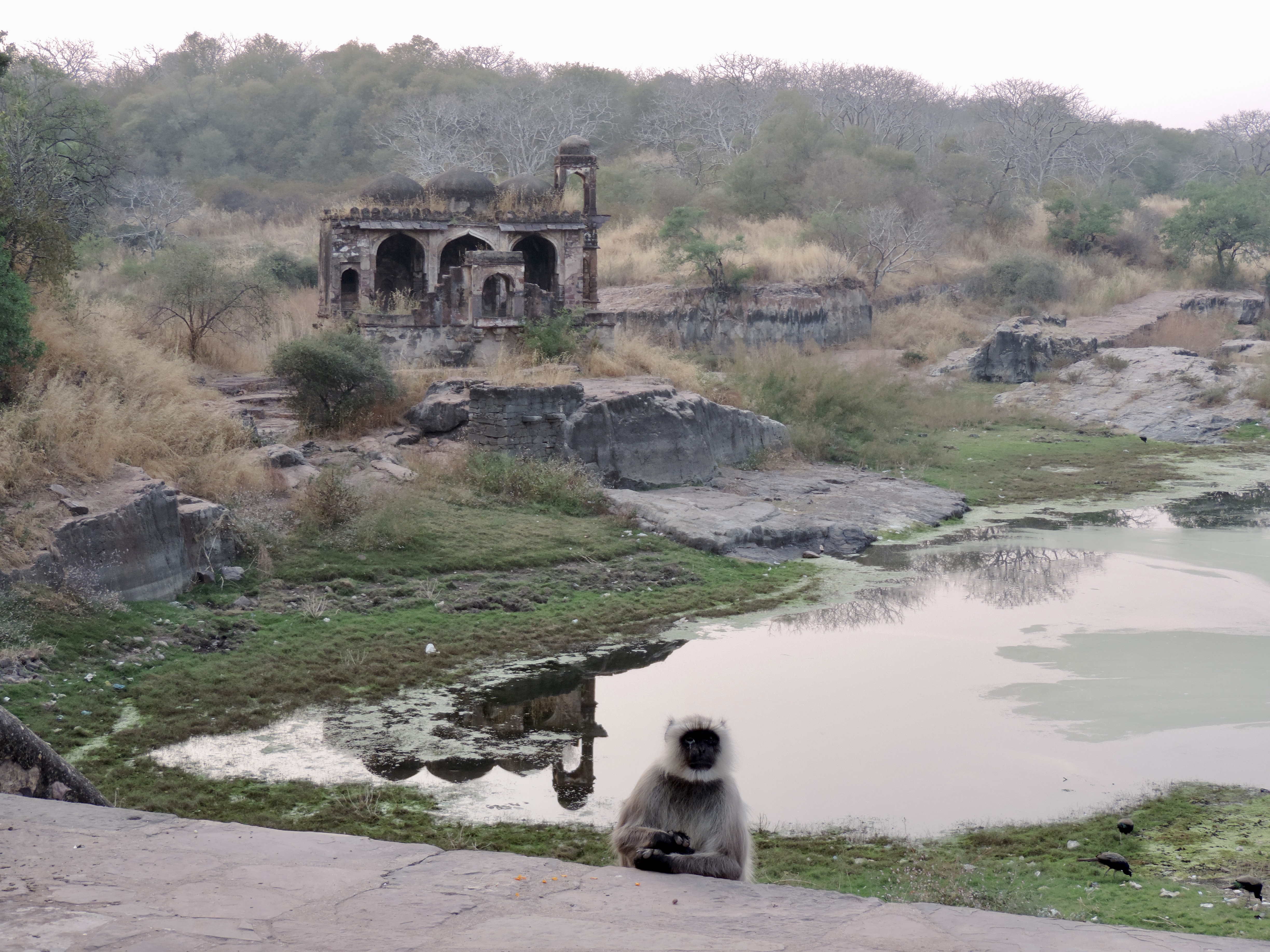 Ruïne van tempeltje met langoer aap en waterplas.