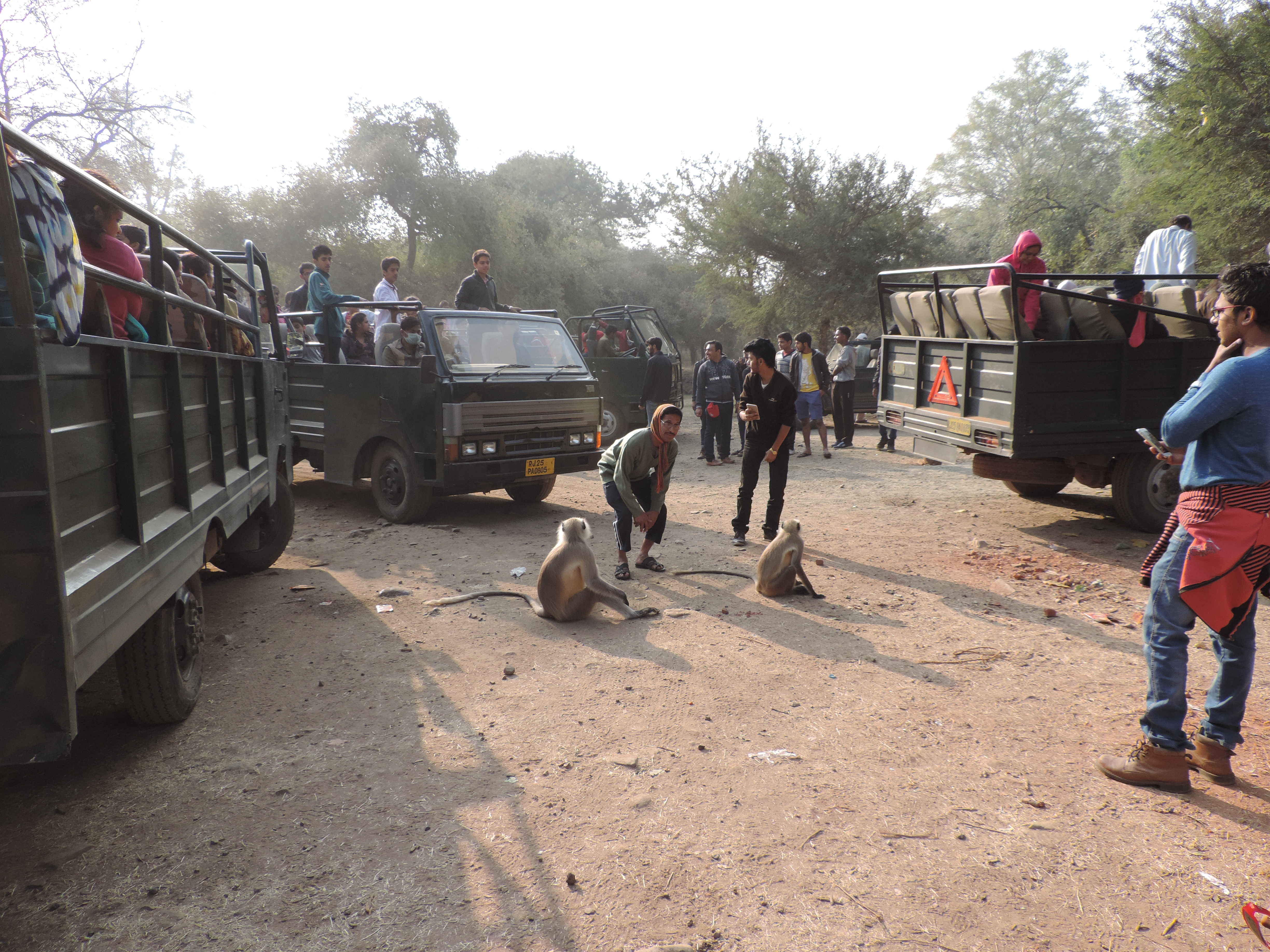 Toeristen voeren langoer-apen.