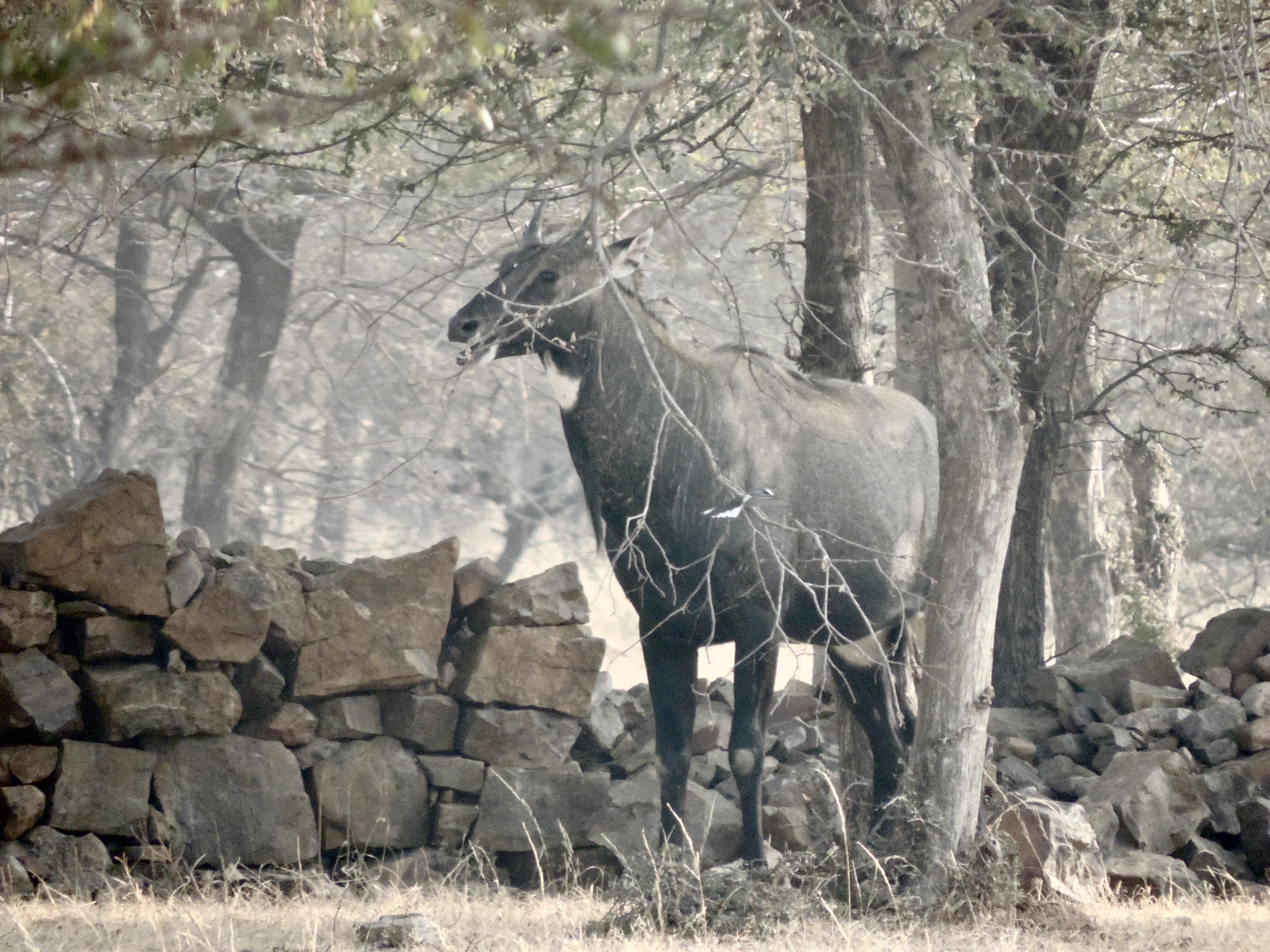 Nilgau tussen bladerloze struiken.