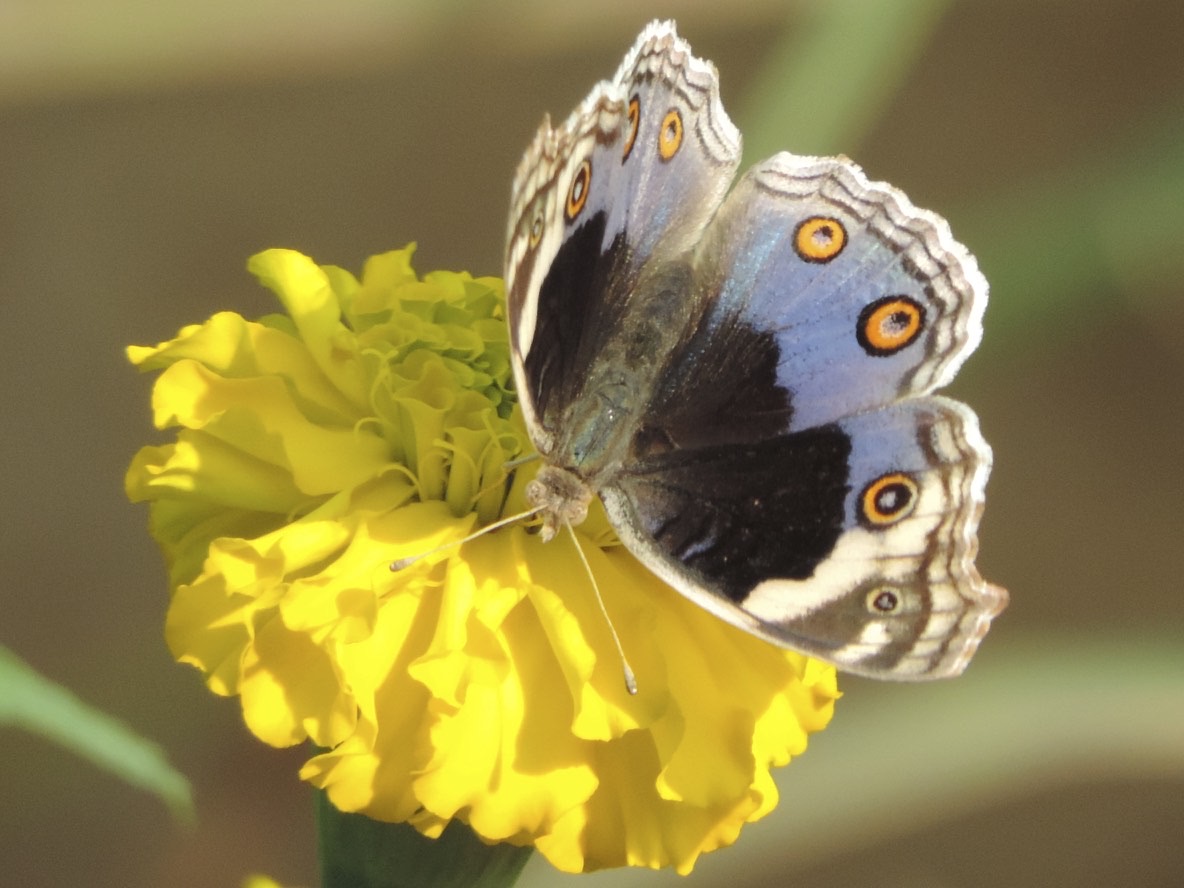 Vlinder op gele bloem.