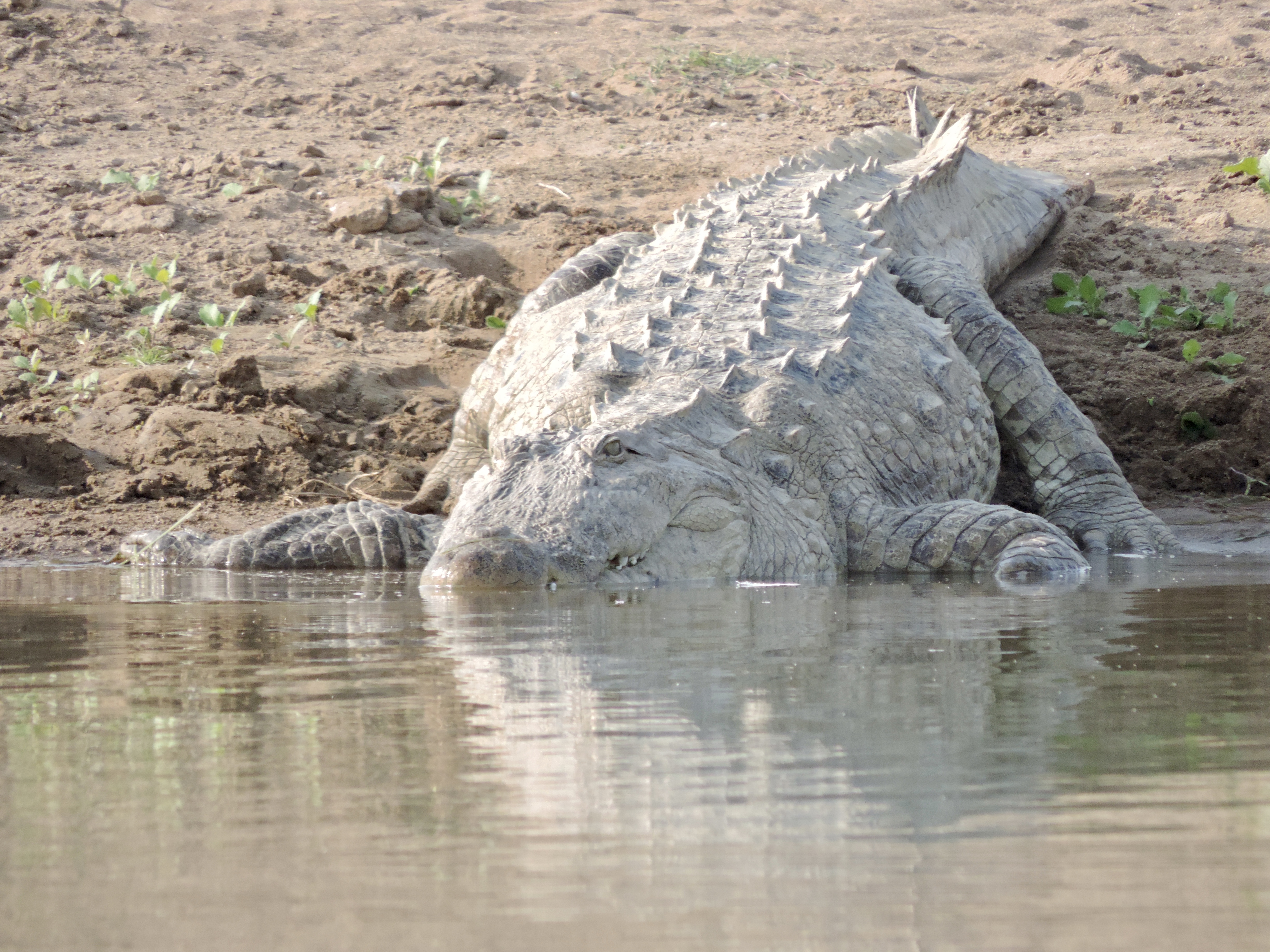 Grote krokodil aan rand van water.