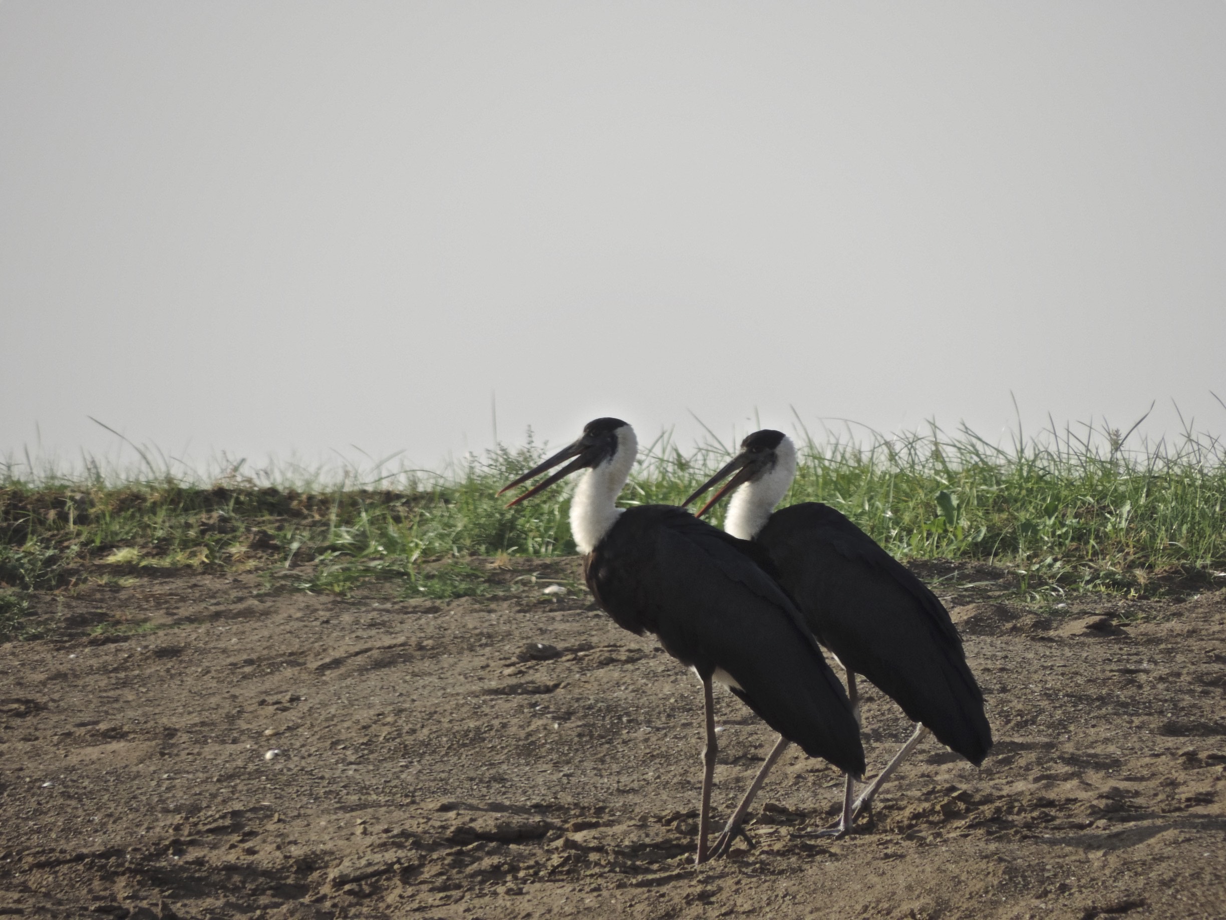 Twee zwart-witte bisschopsooievaars