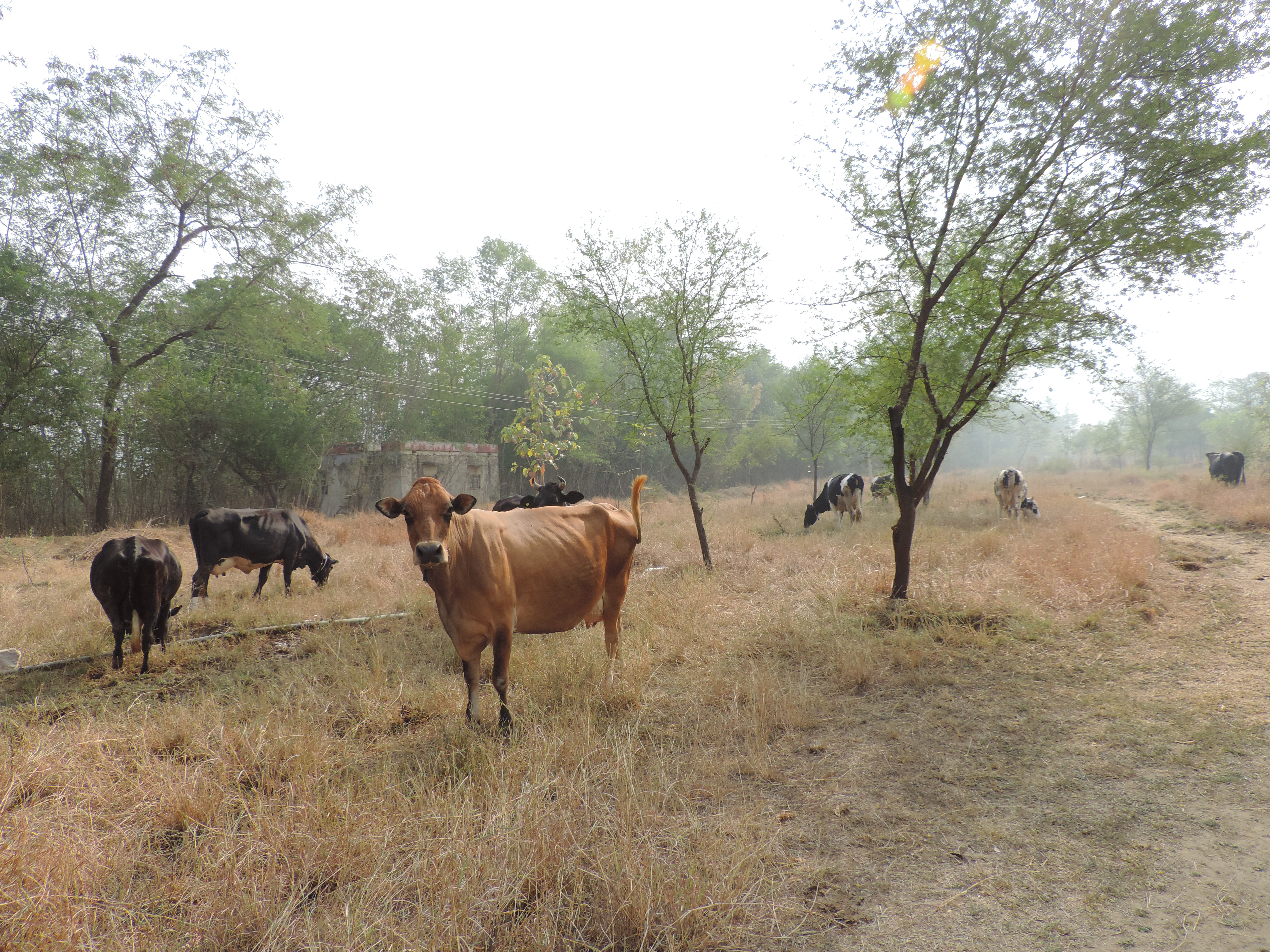 Droge weide met koeien en bomen.