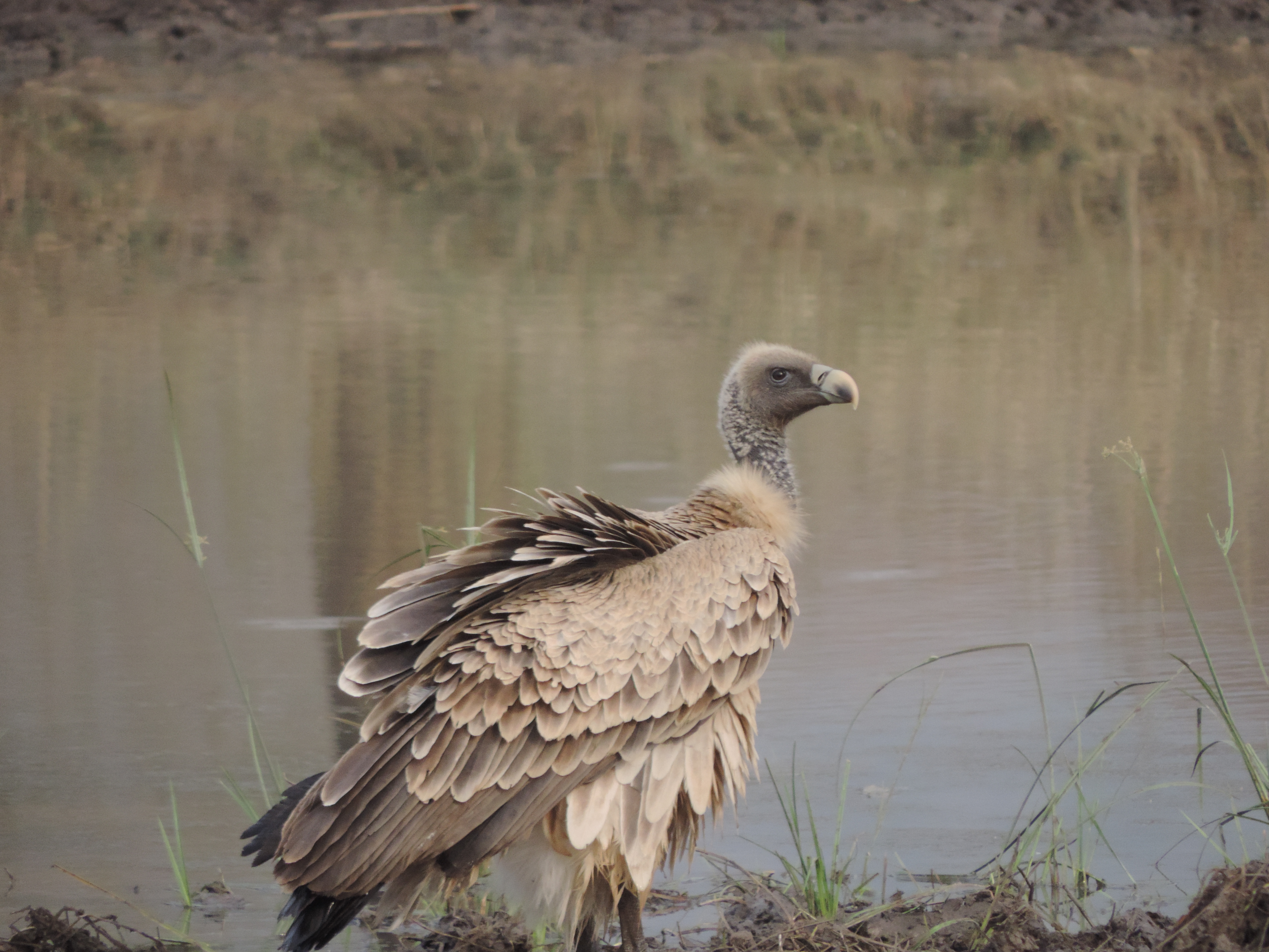 Indische gier aan de rand van water.