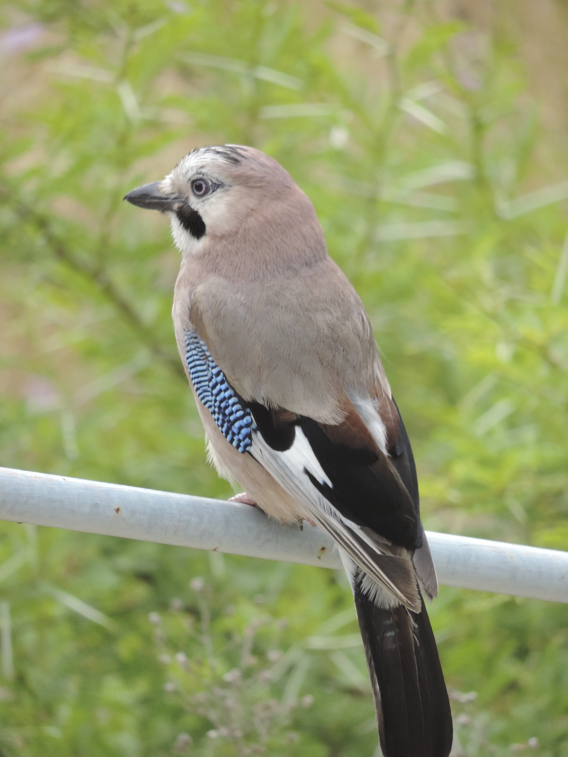 Vlaamse gaai close-up.