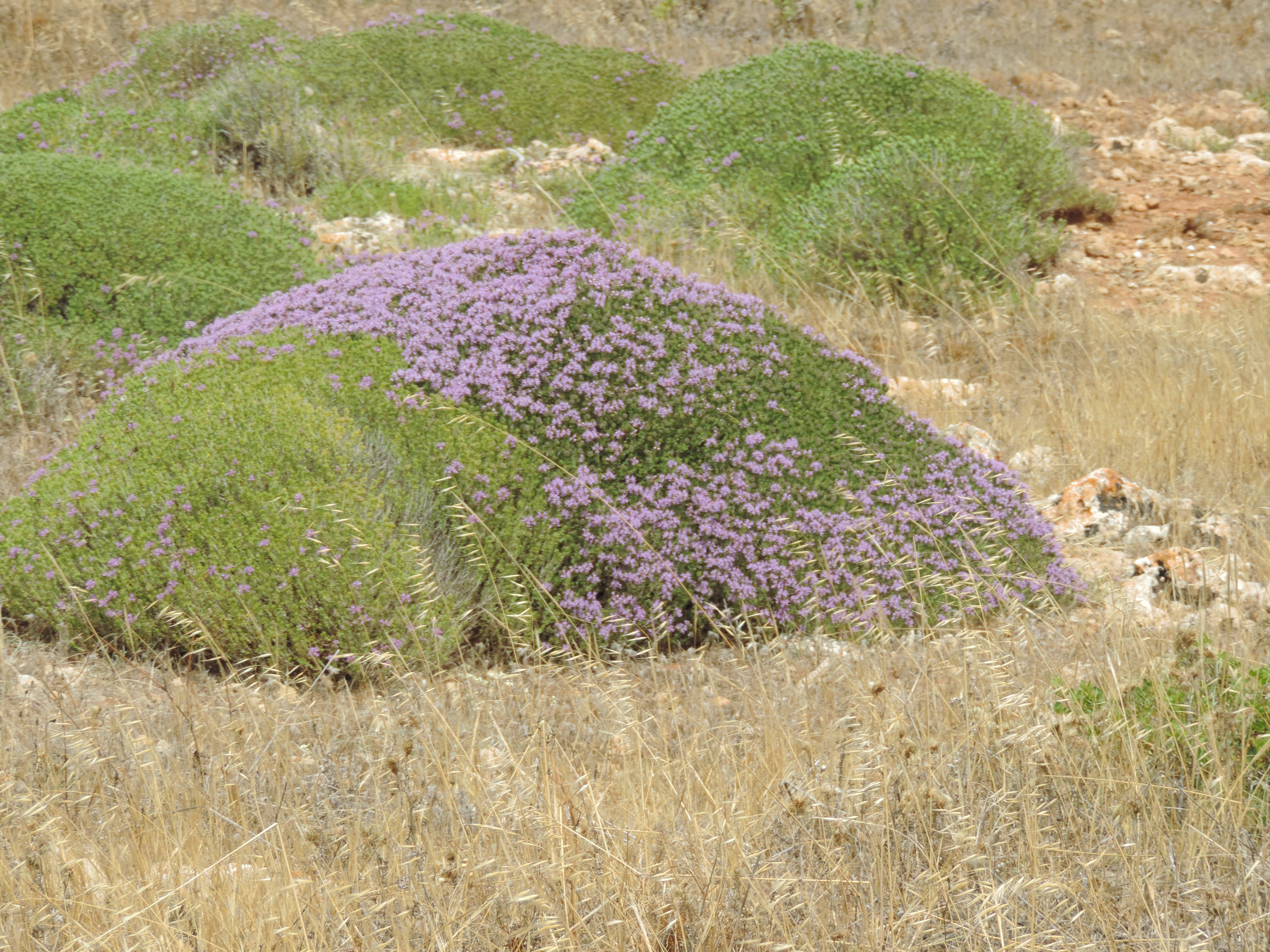 Grote struik bloeiende tijm.