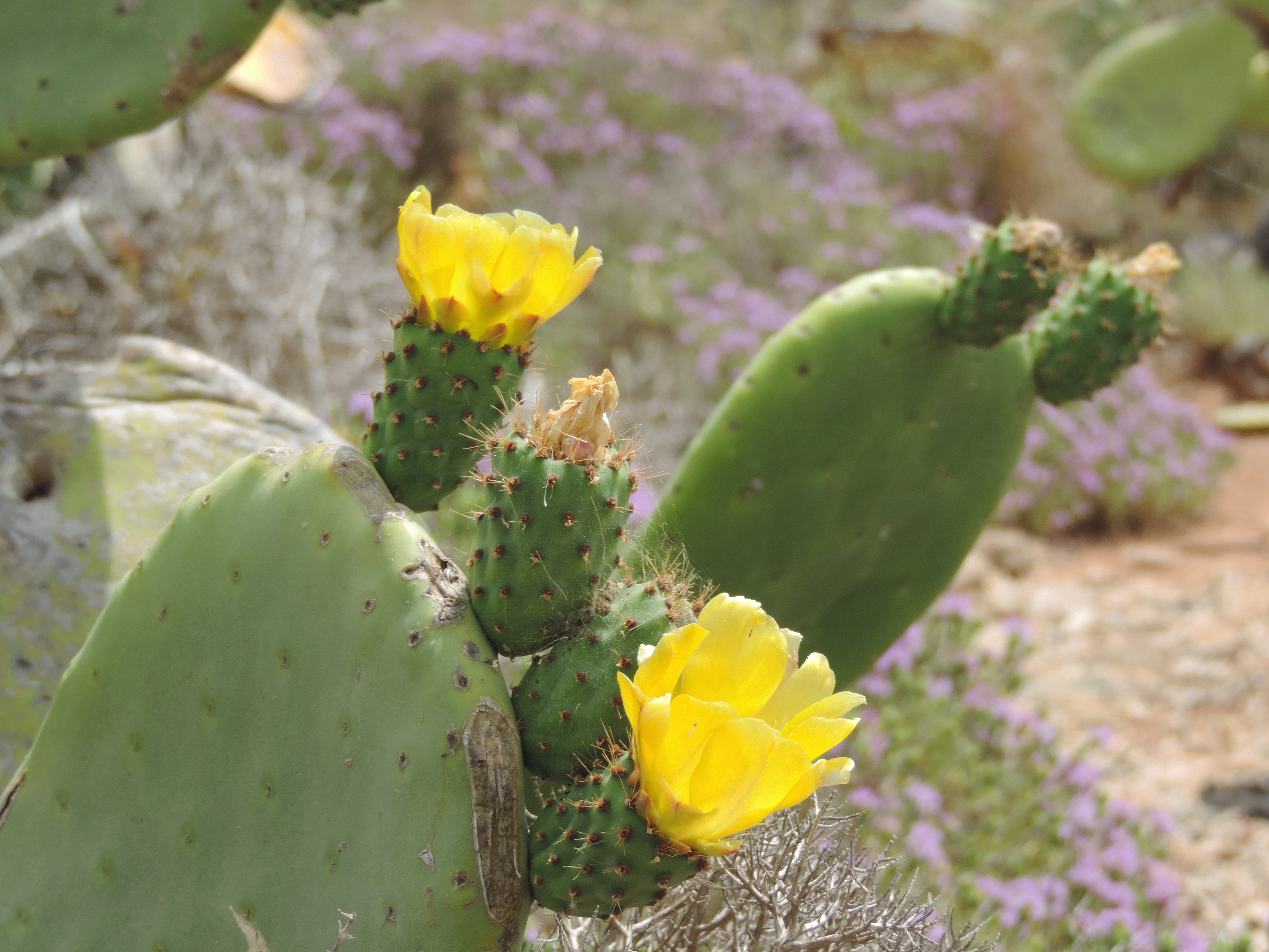 Gele bloemen van cactusvijgen.