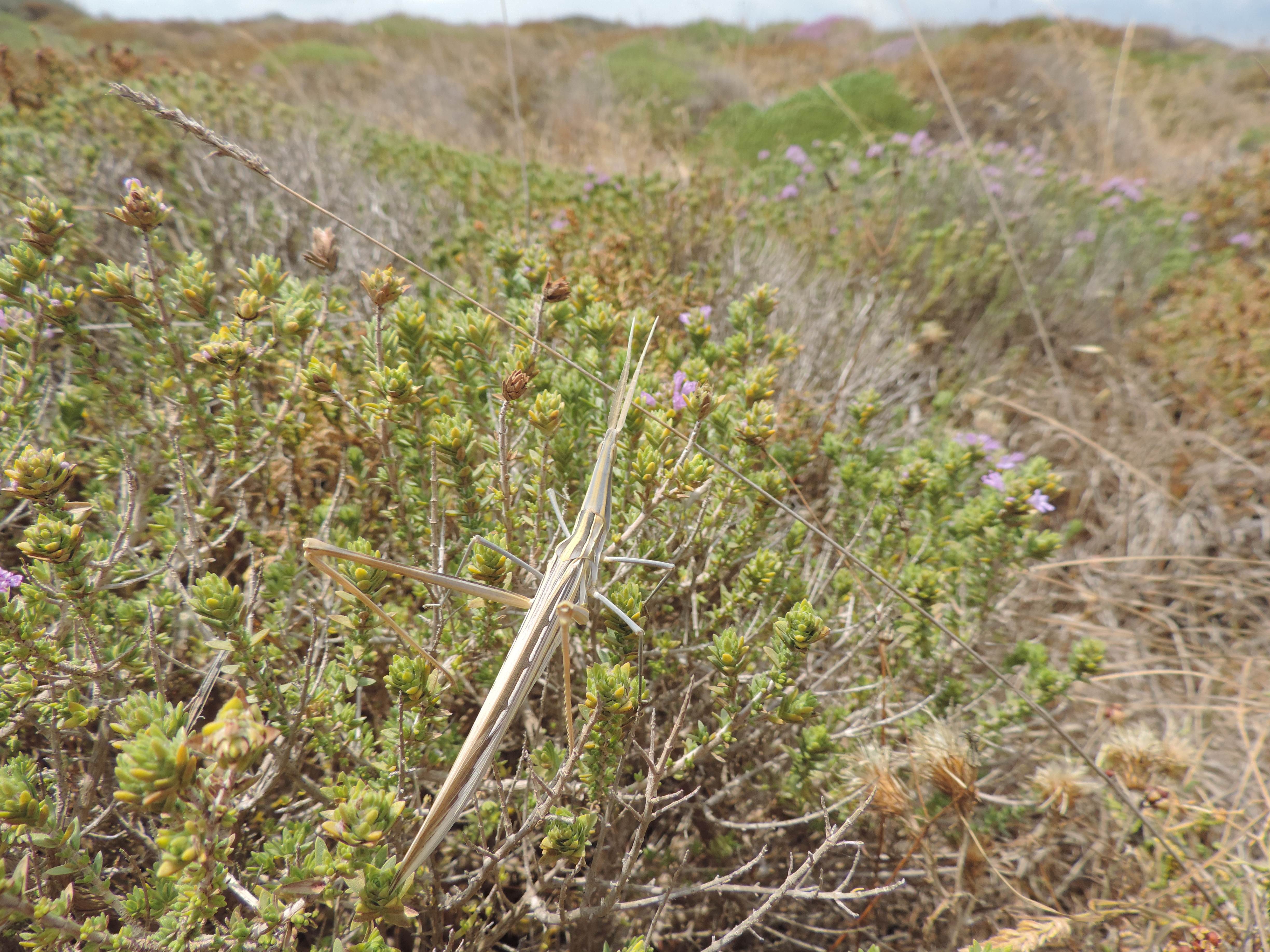 Wandelende tak op struik.