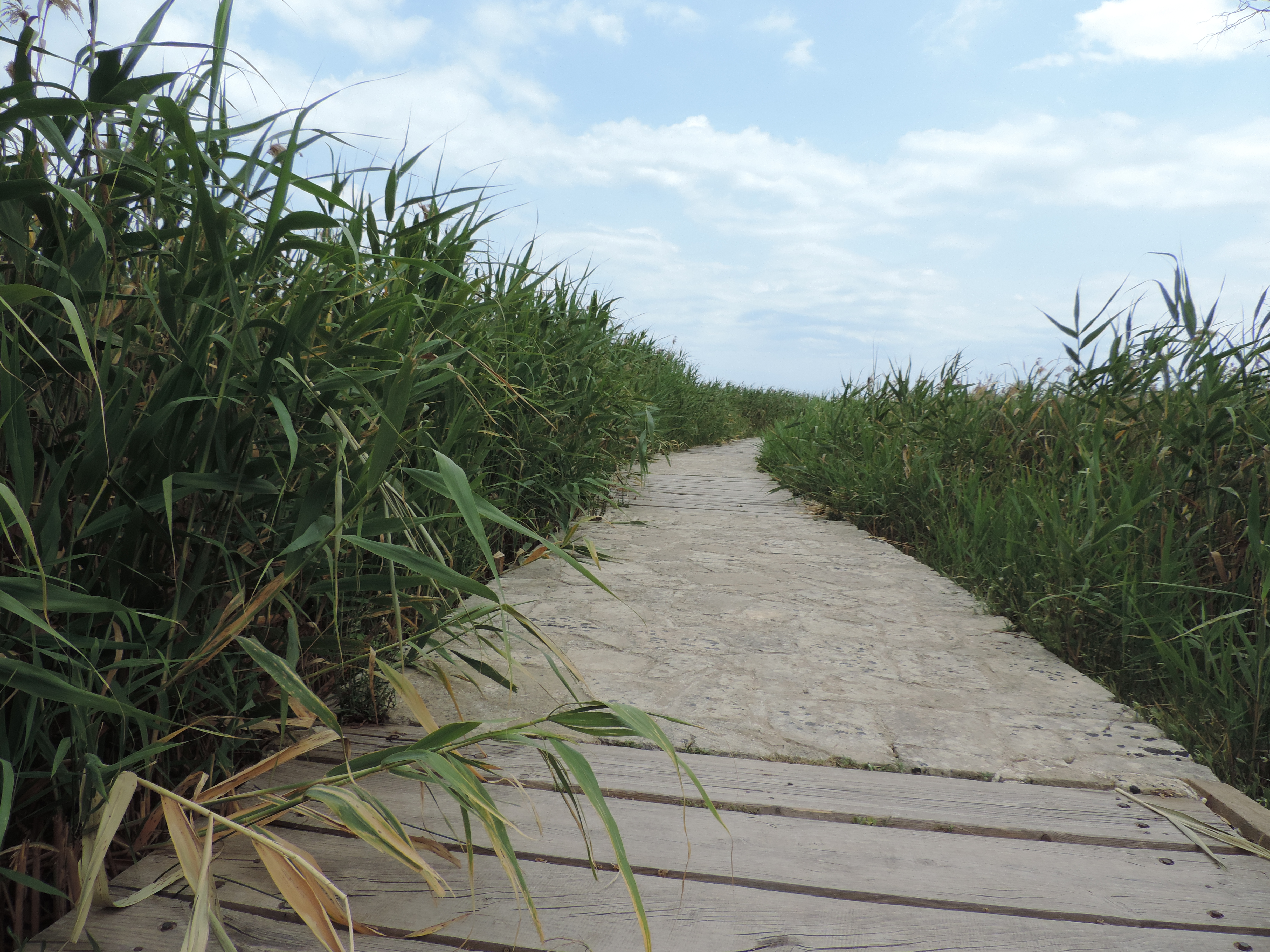 Vlonderpad tussen hoog riet.