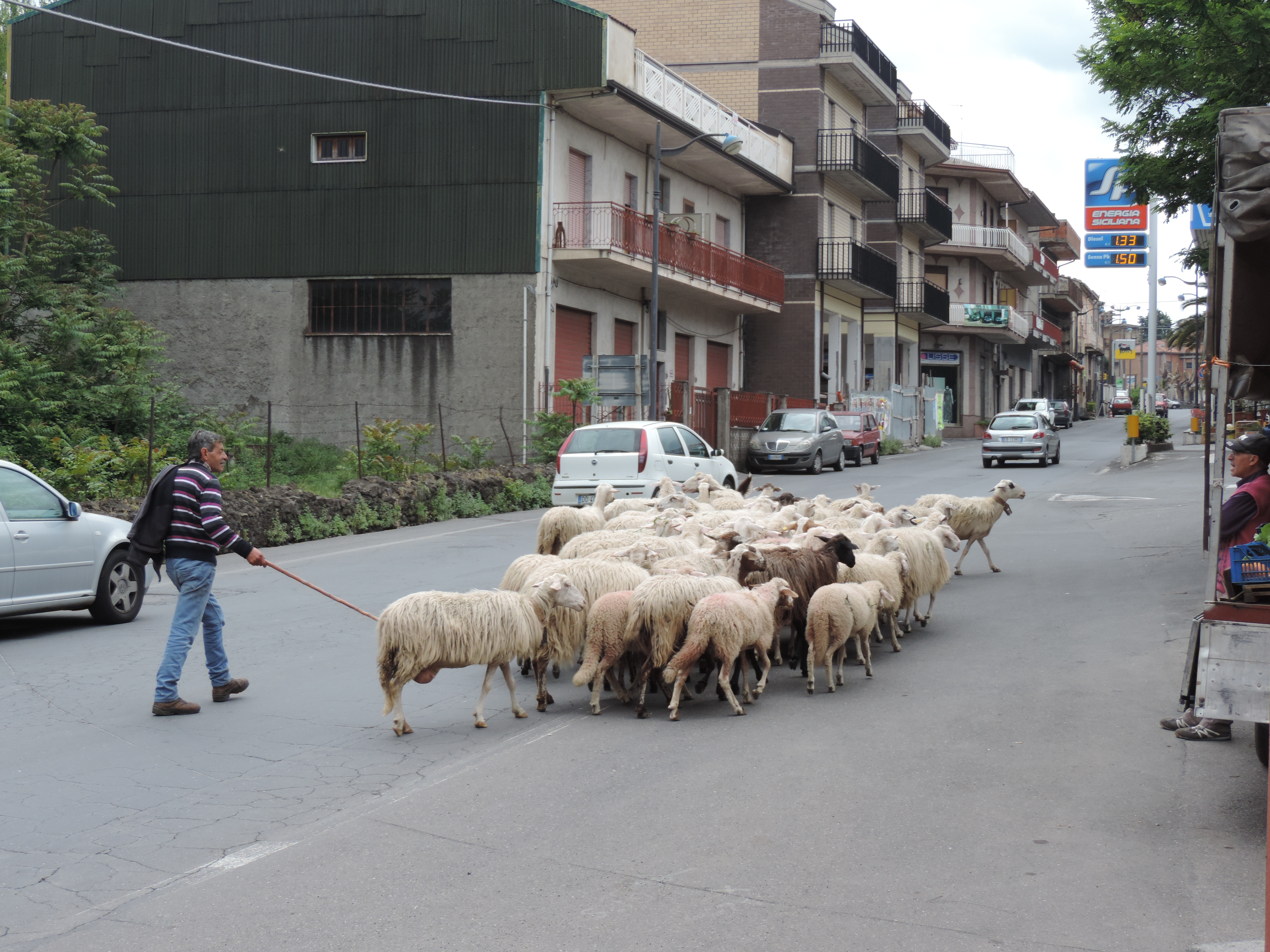 Kudde schapen in het centrum van Randazzo.