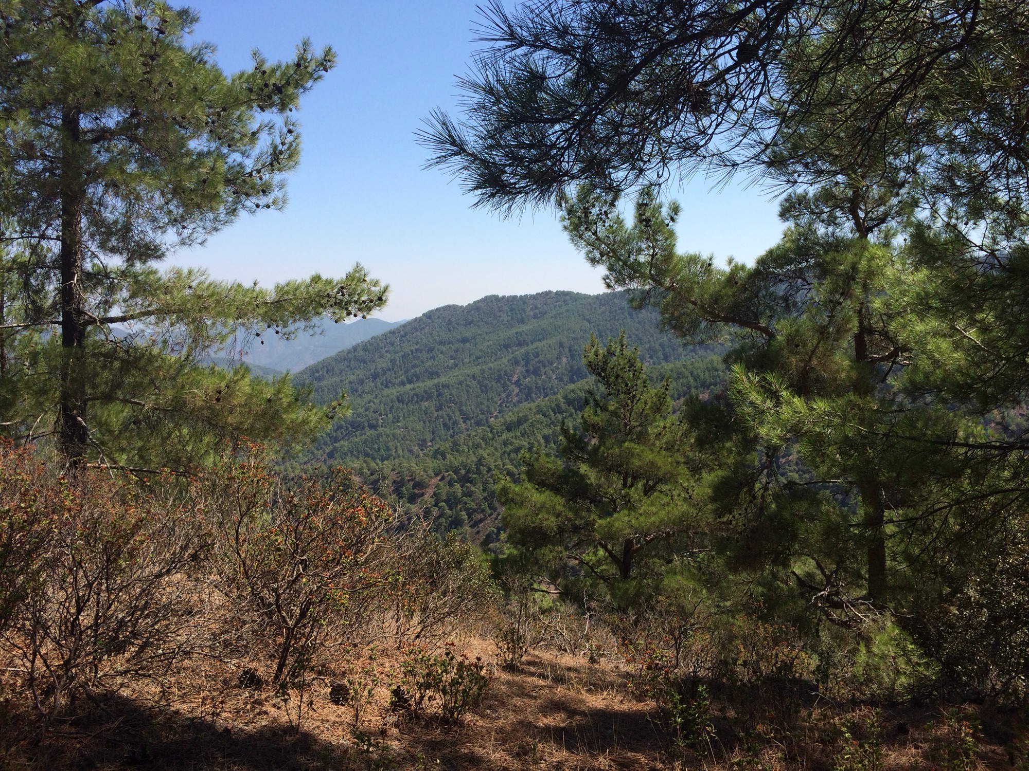 Berglandschap met veel groen.