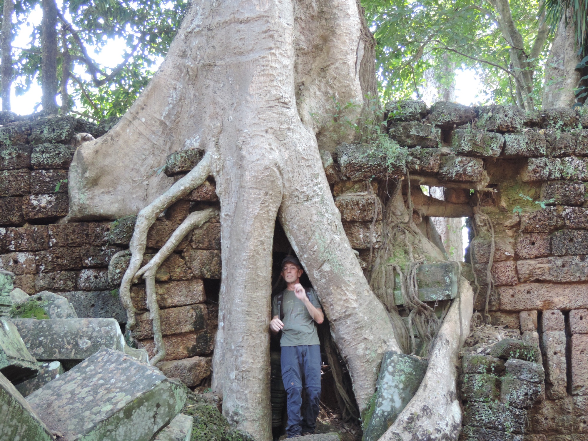 Toerist tussen wortels van kapok-boom.