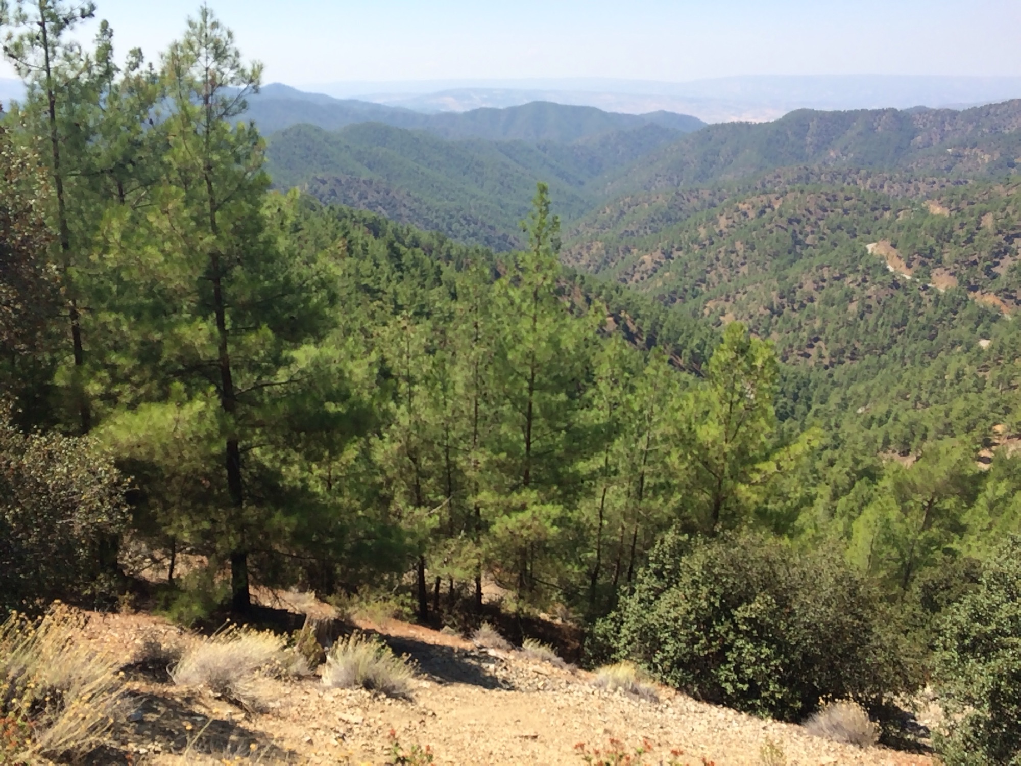 Berglandschap met naaldbomen.