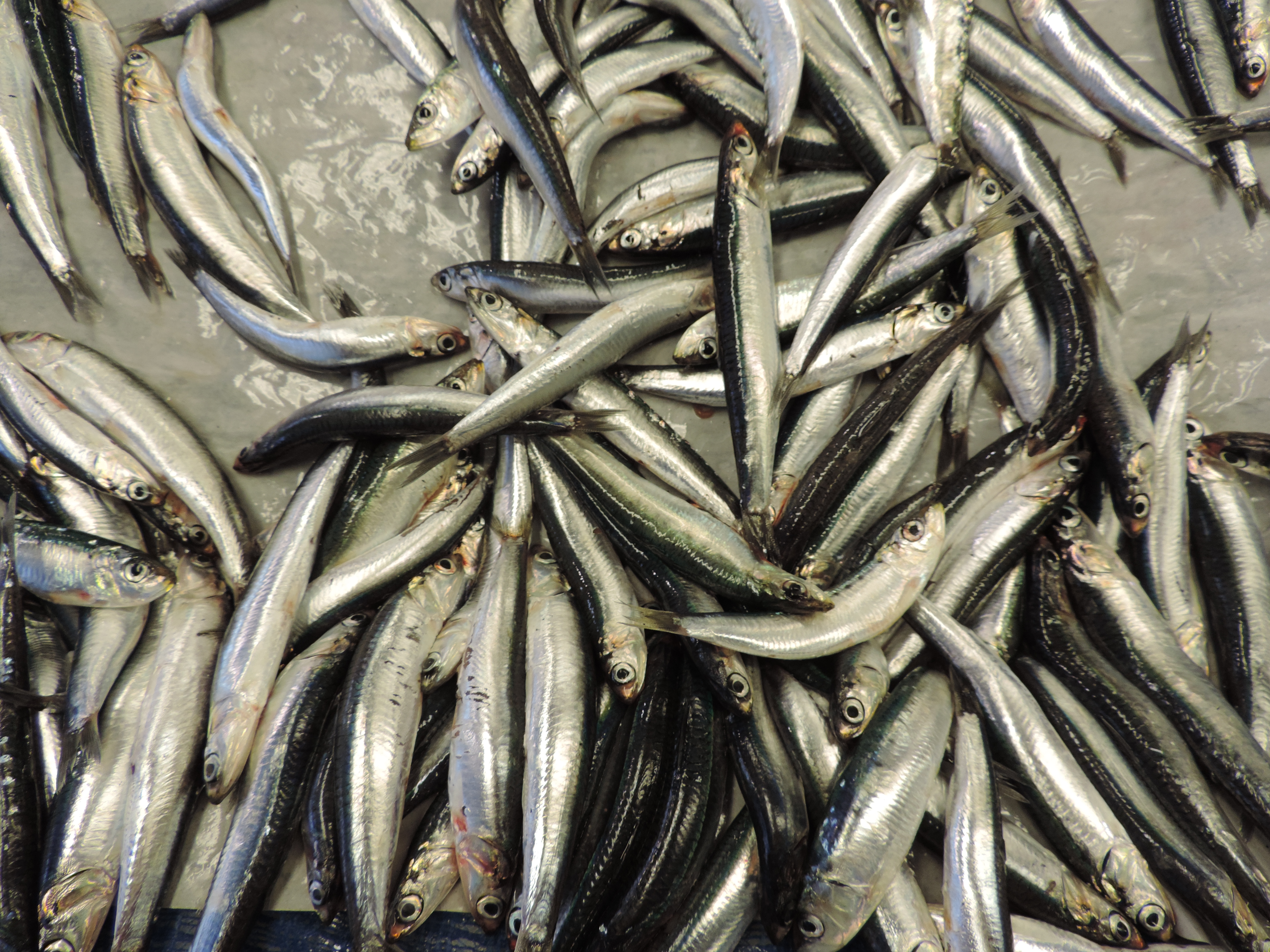 Verzameling lange, smalle vissen.