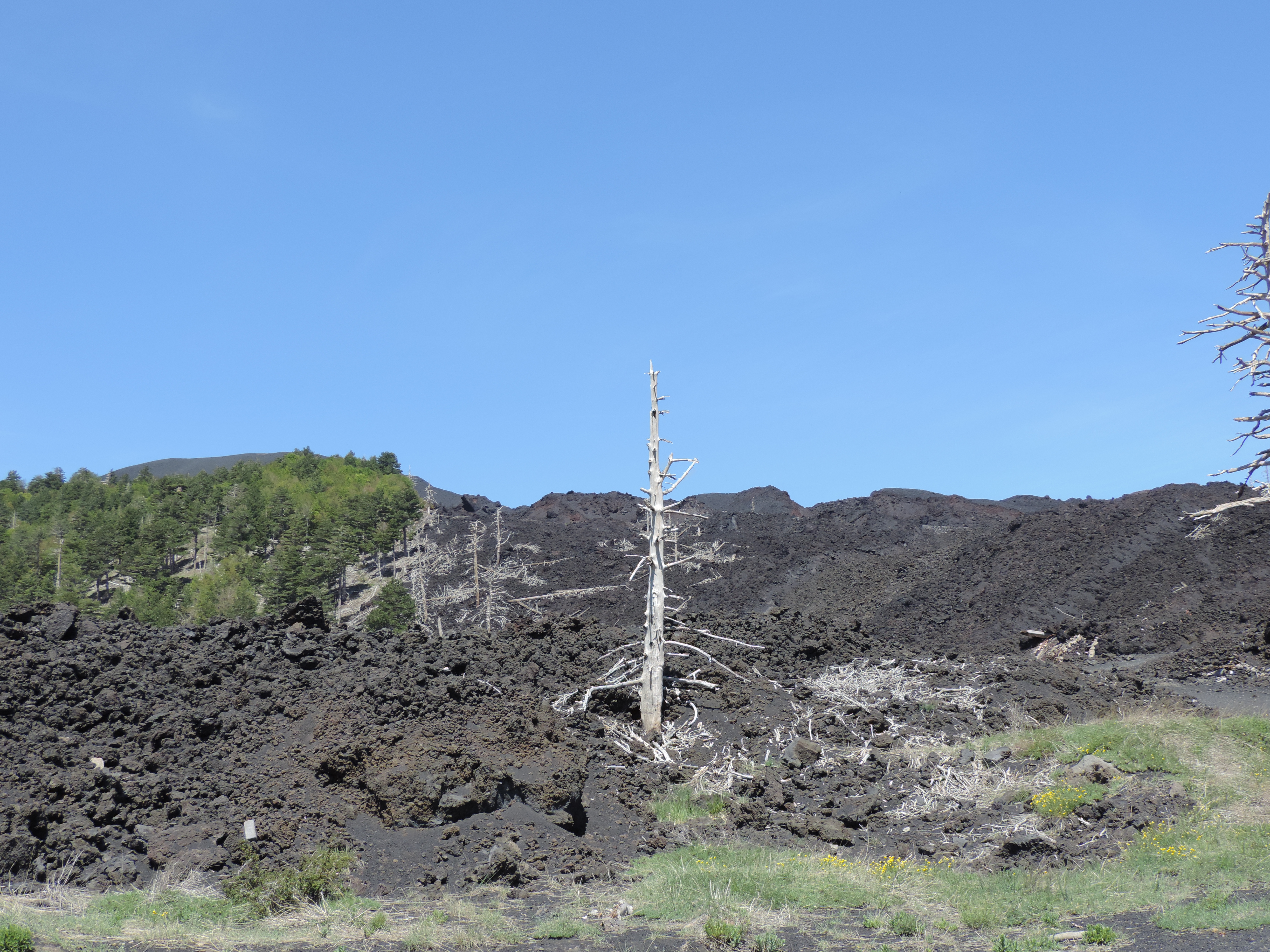 Gestolde lava-stroom met aan de rand nog een bos.