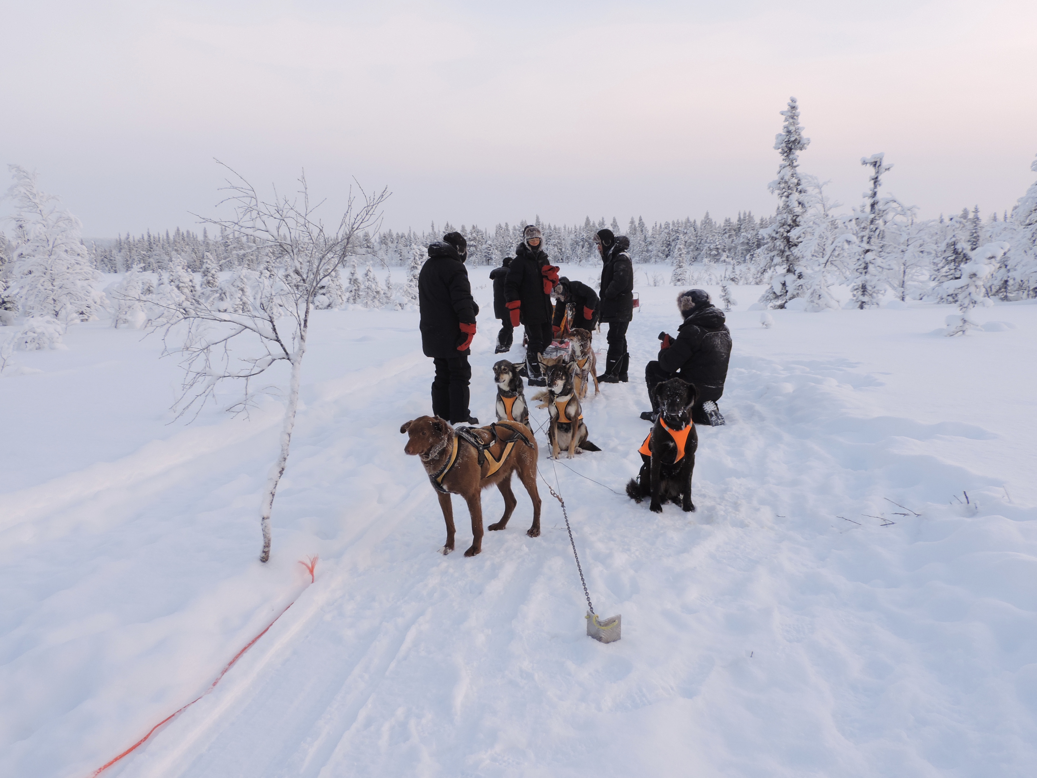 Mensen met husky's en slede in sneeuwlandschap.