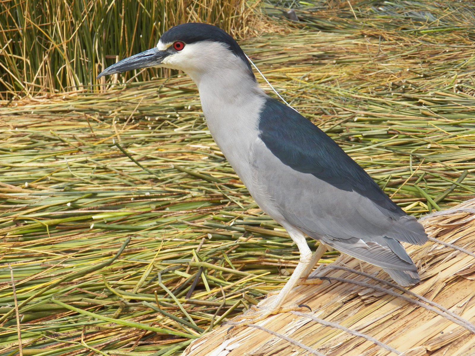 Kleine rieger (een kwak) op riet.