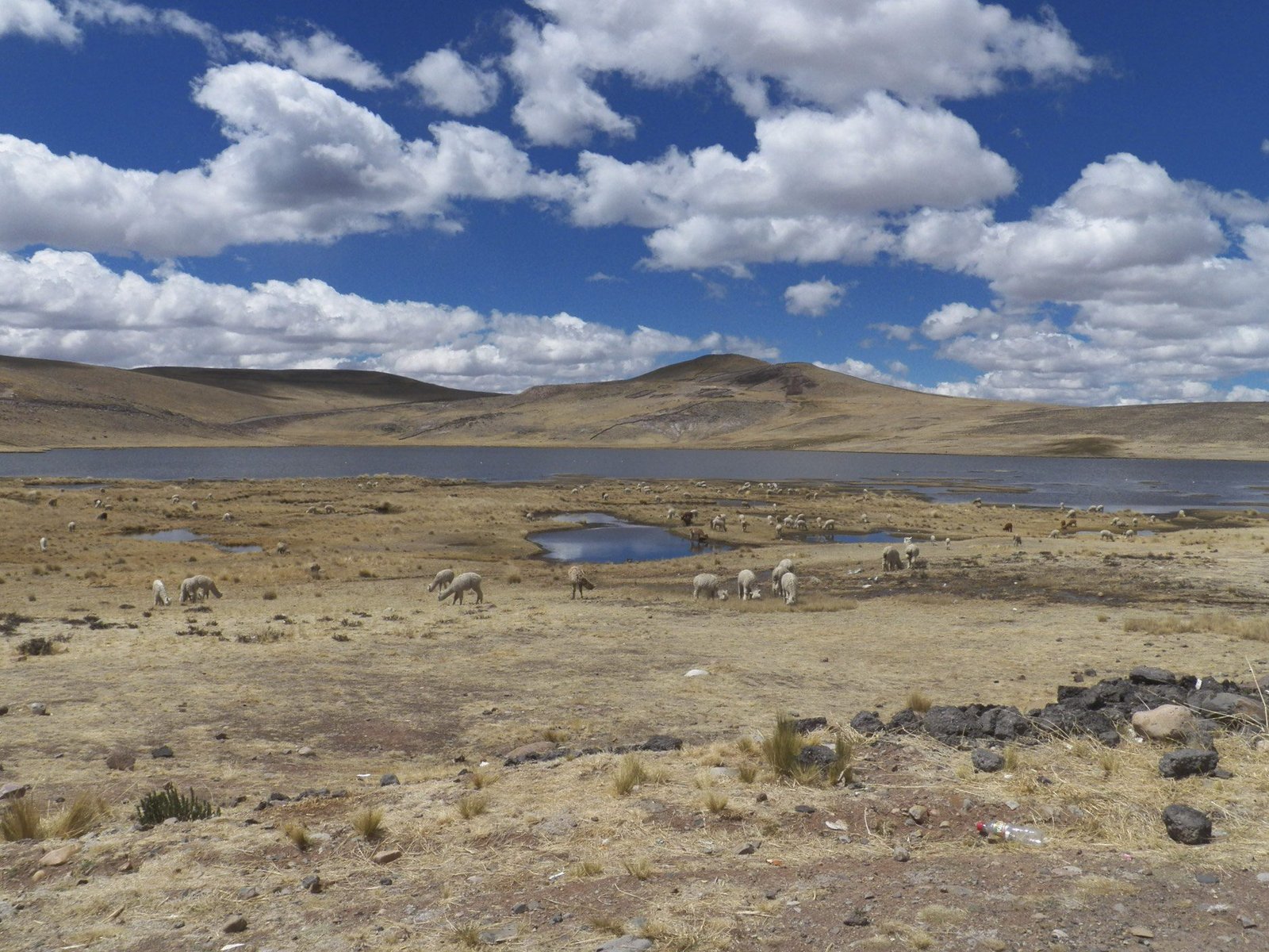 Droge steppe, heuvels, water en alpaca's.
