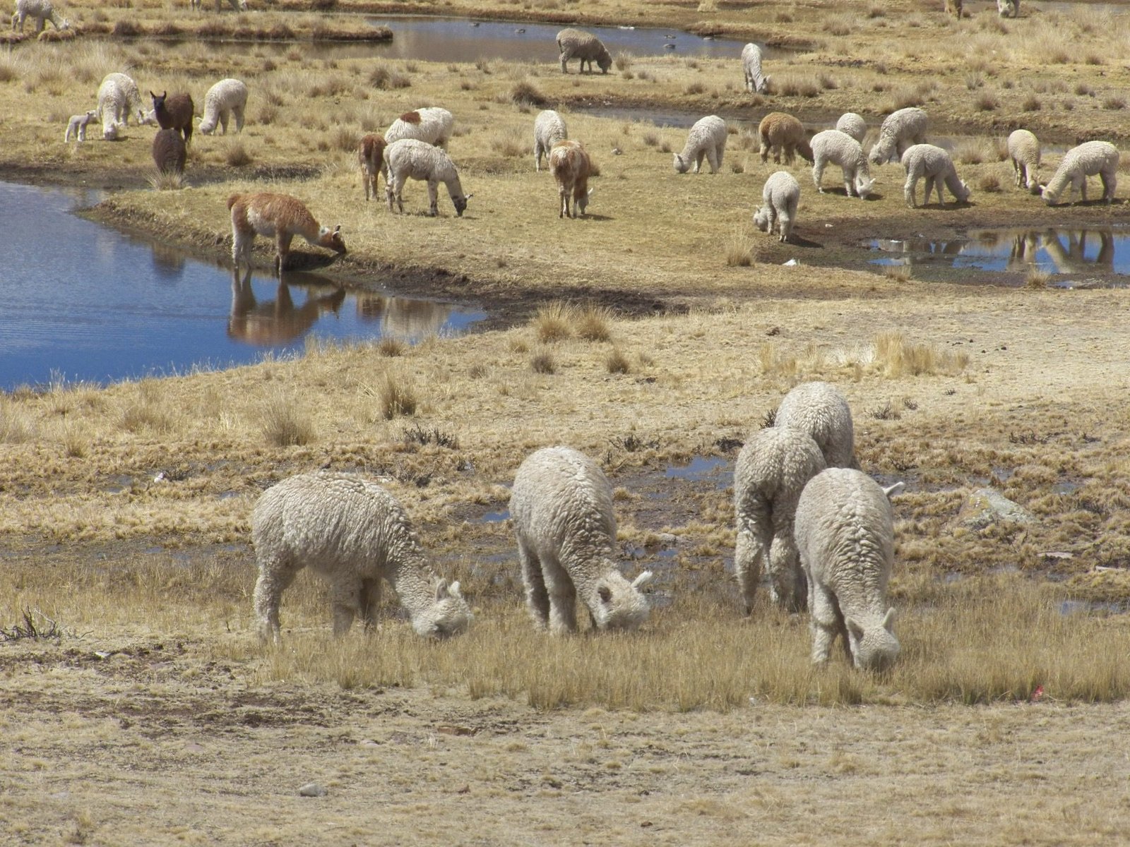 Close-up van grazende alpaca's in droge steppe met waterpoelen.