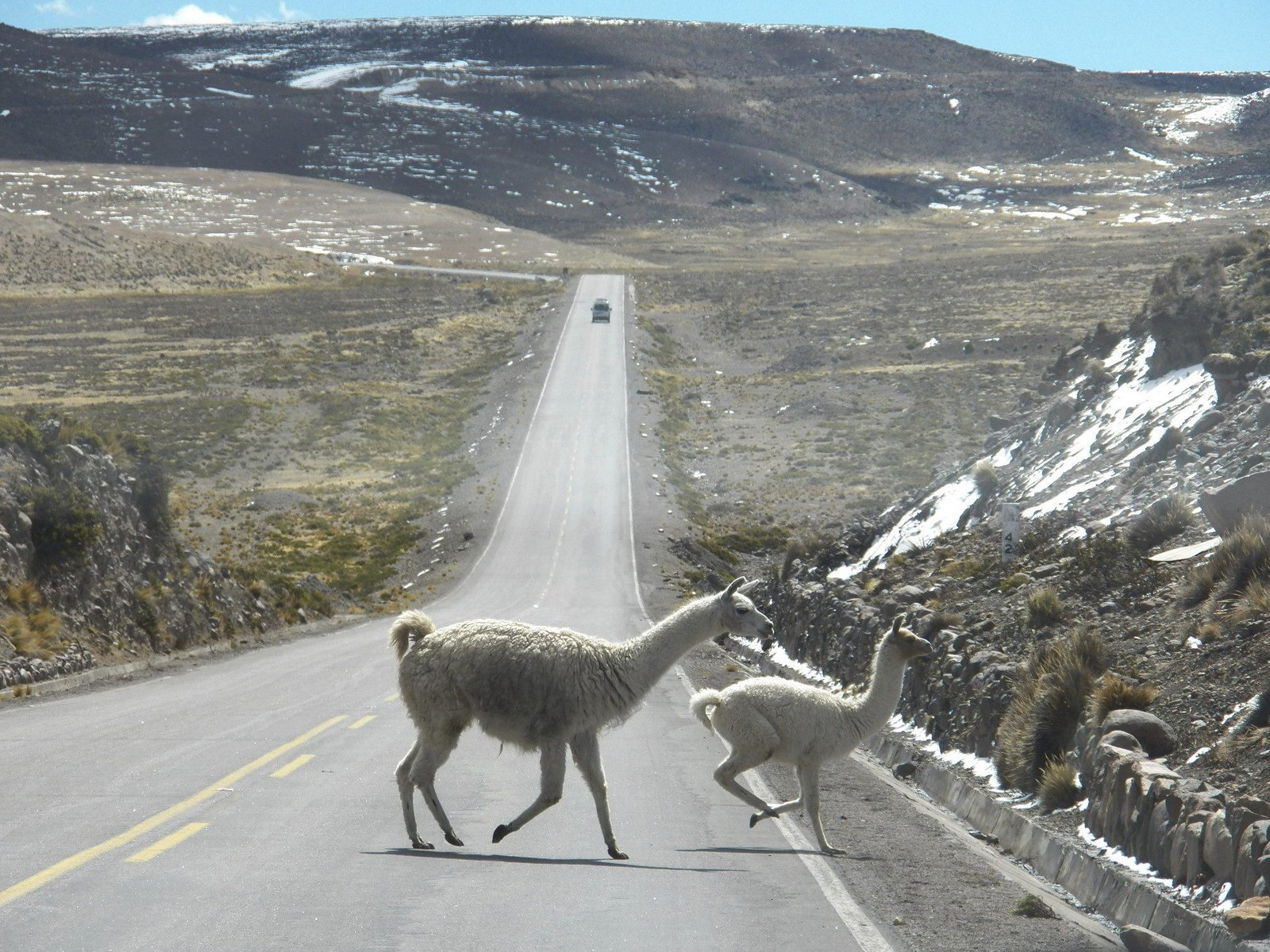 Twee lama's steken een lange dalende weg over.