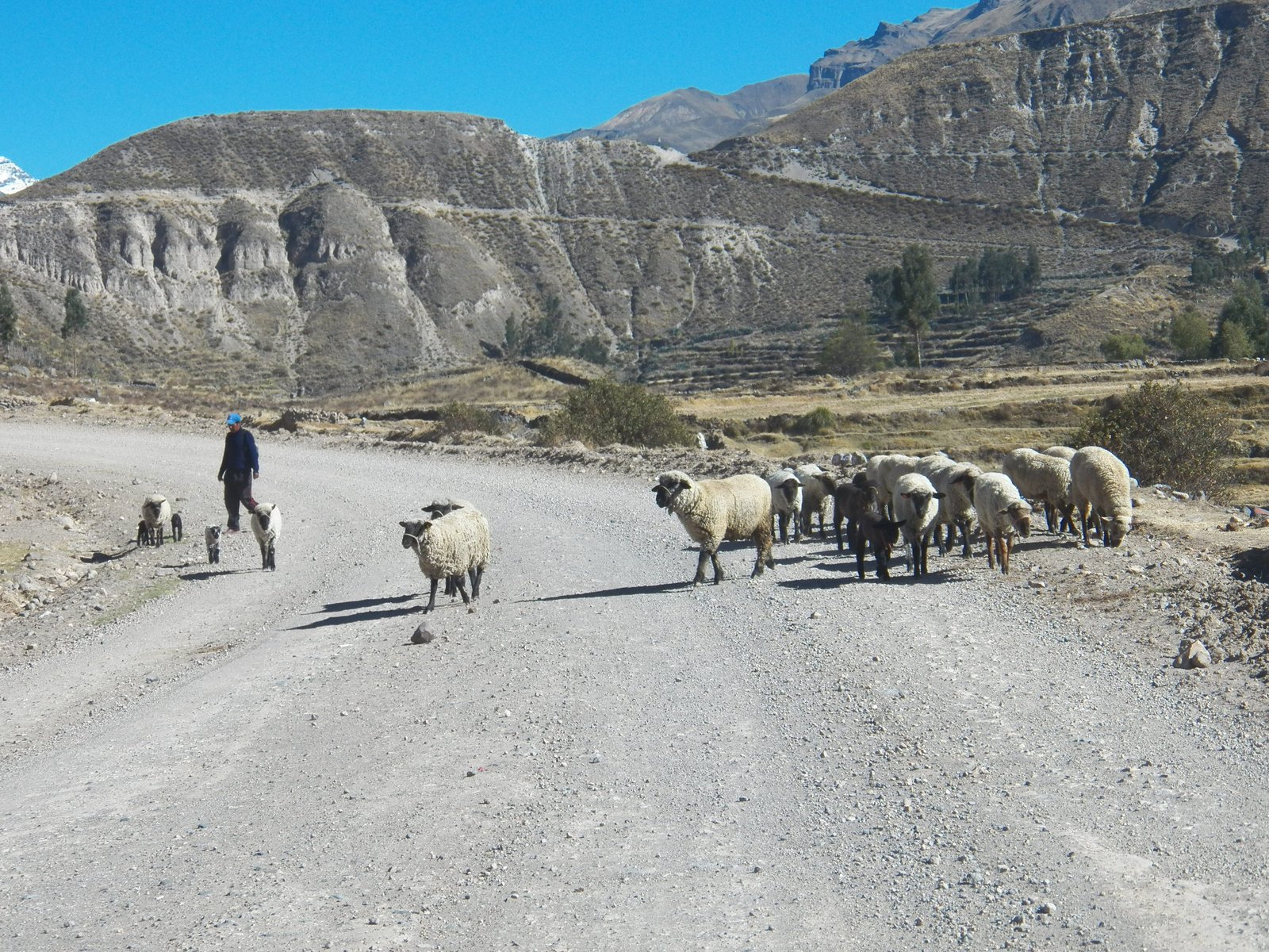 Herder met overstekende schapen op verlaten grindweg.