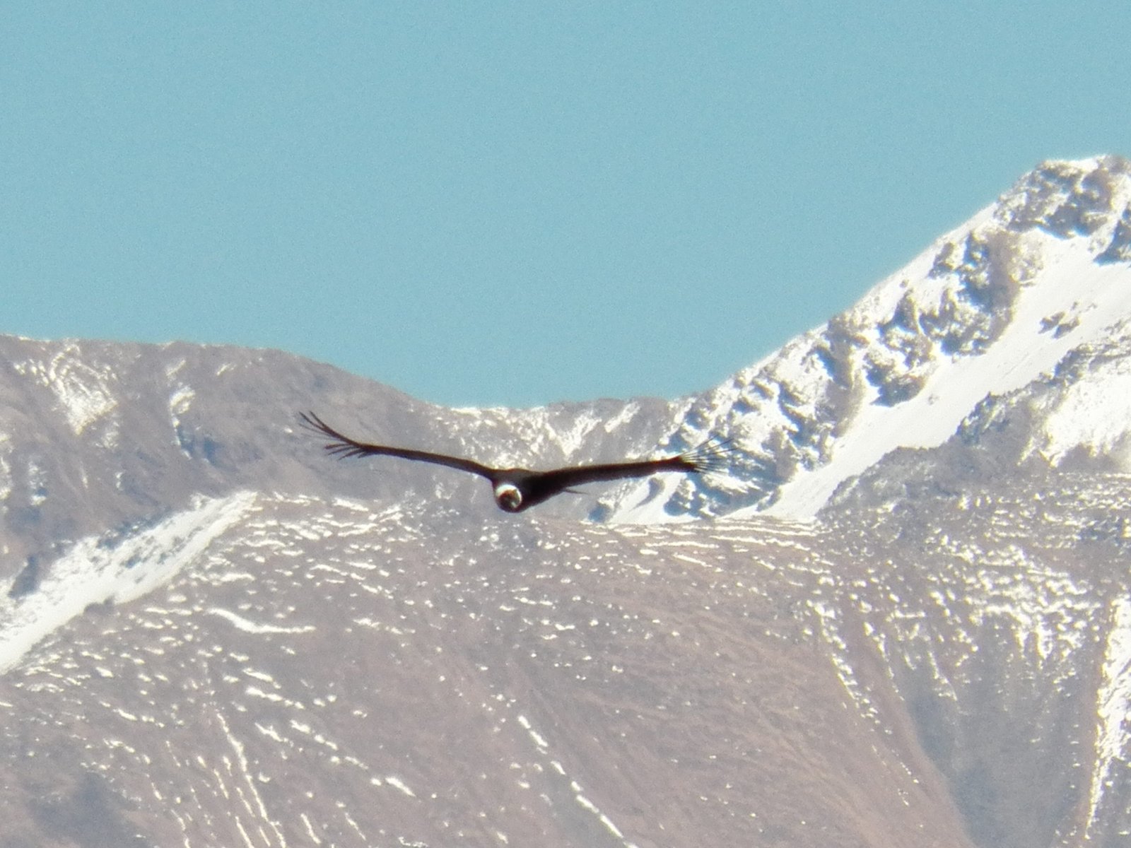 Condor in vlucht boven de Andes.