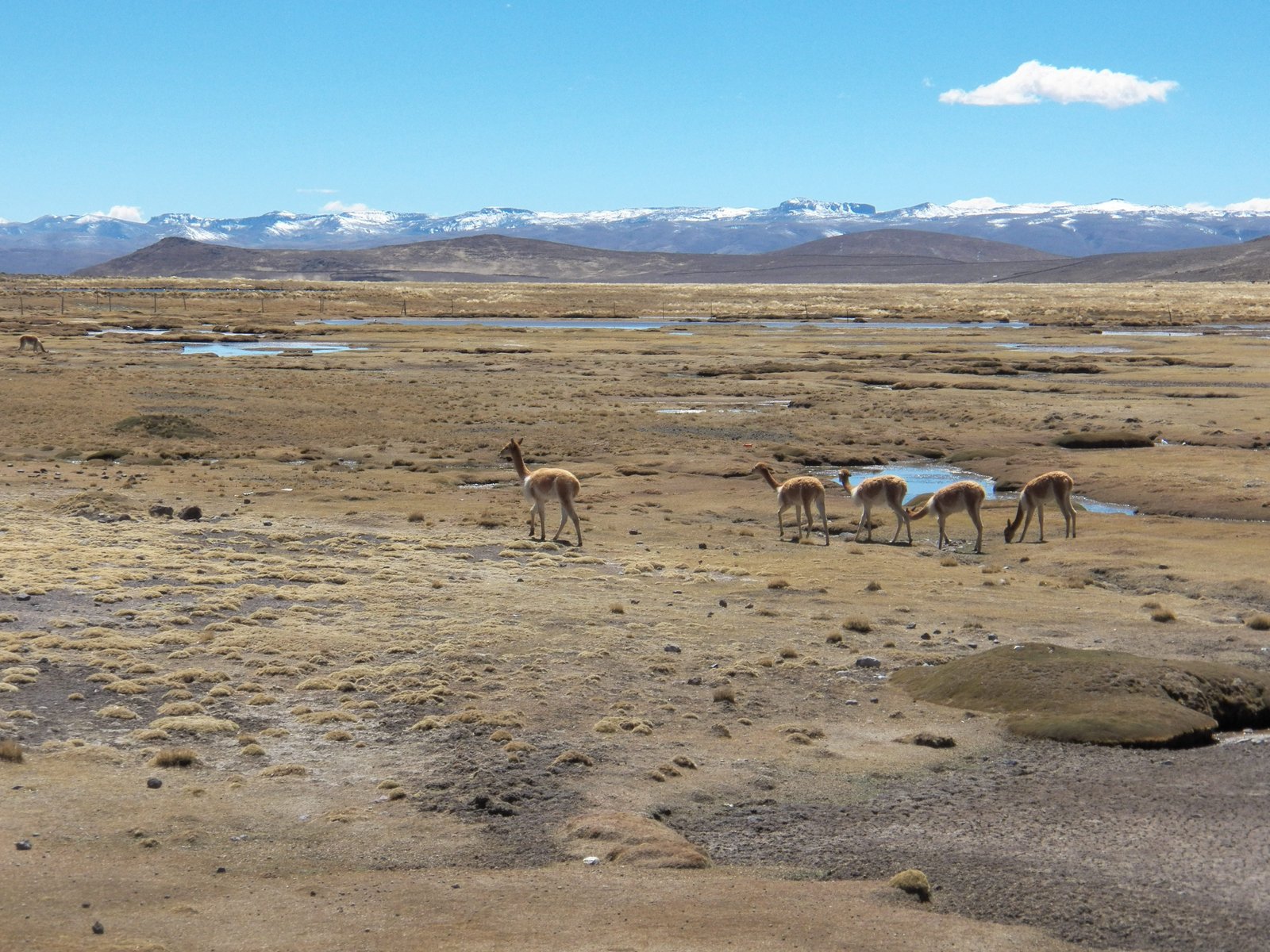 Vicuna's in droge vlakte met besneeuwde bergtoppen op achtergrond.