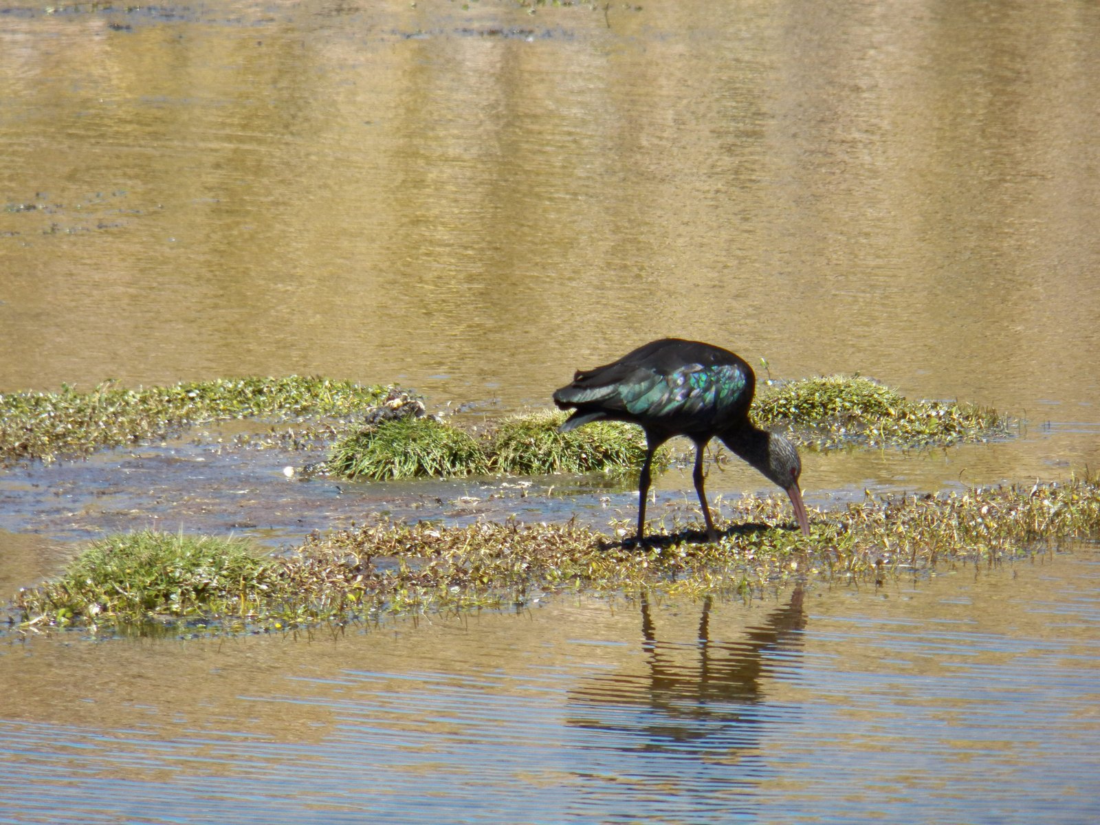 Puna-ibis: vogel met zwarte en blauw-groene reflecterende veren.