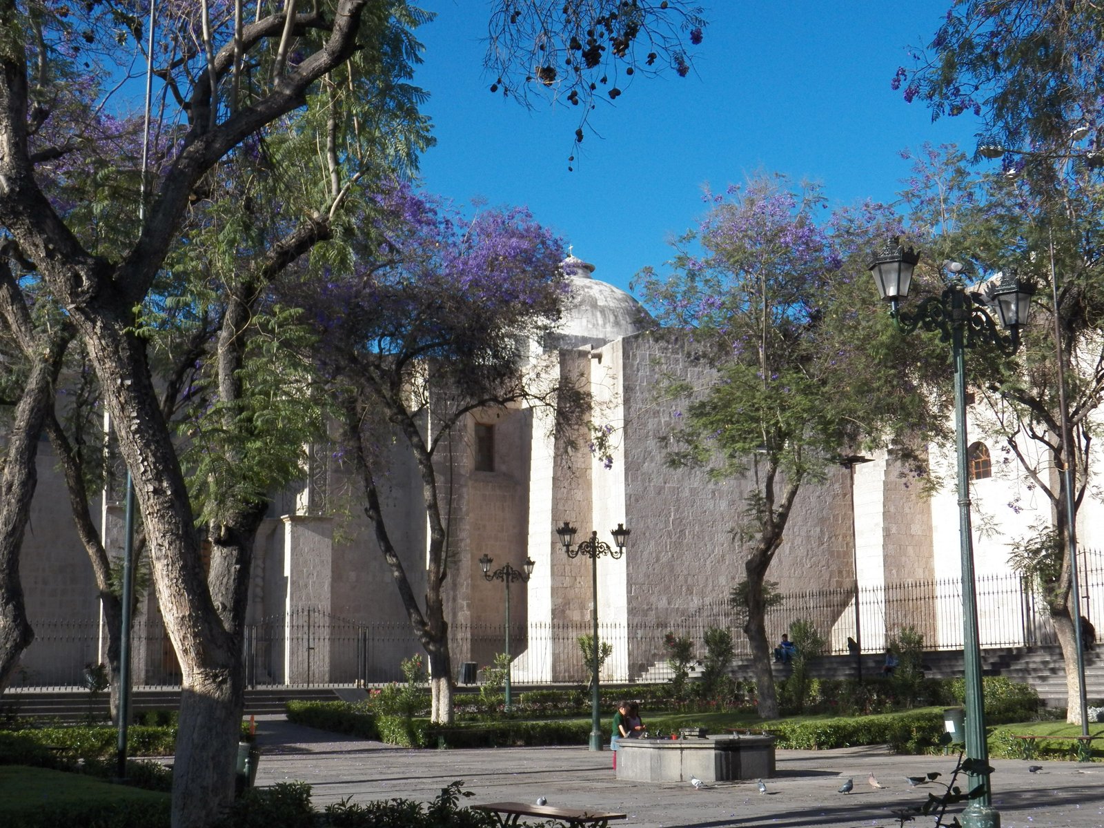 Witte hoge muren zonder vensters met bloeiende paarse jacaranda's er voor.