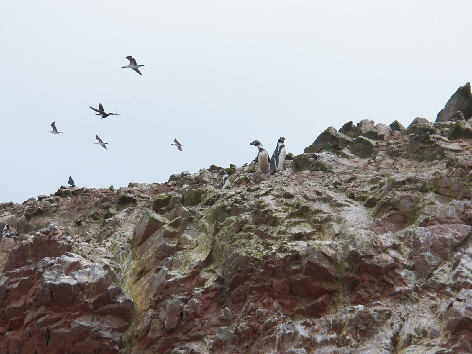 Twee pinguïns op rots en zeevogels in de lucht.