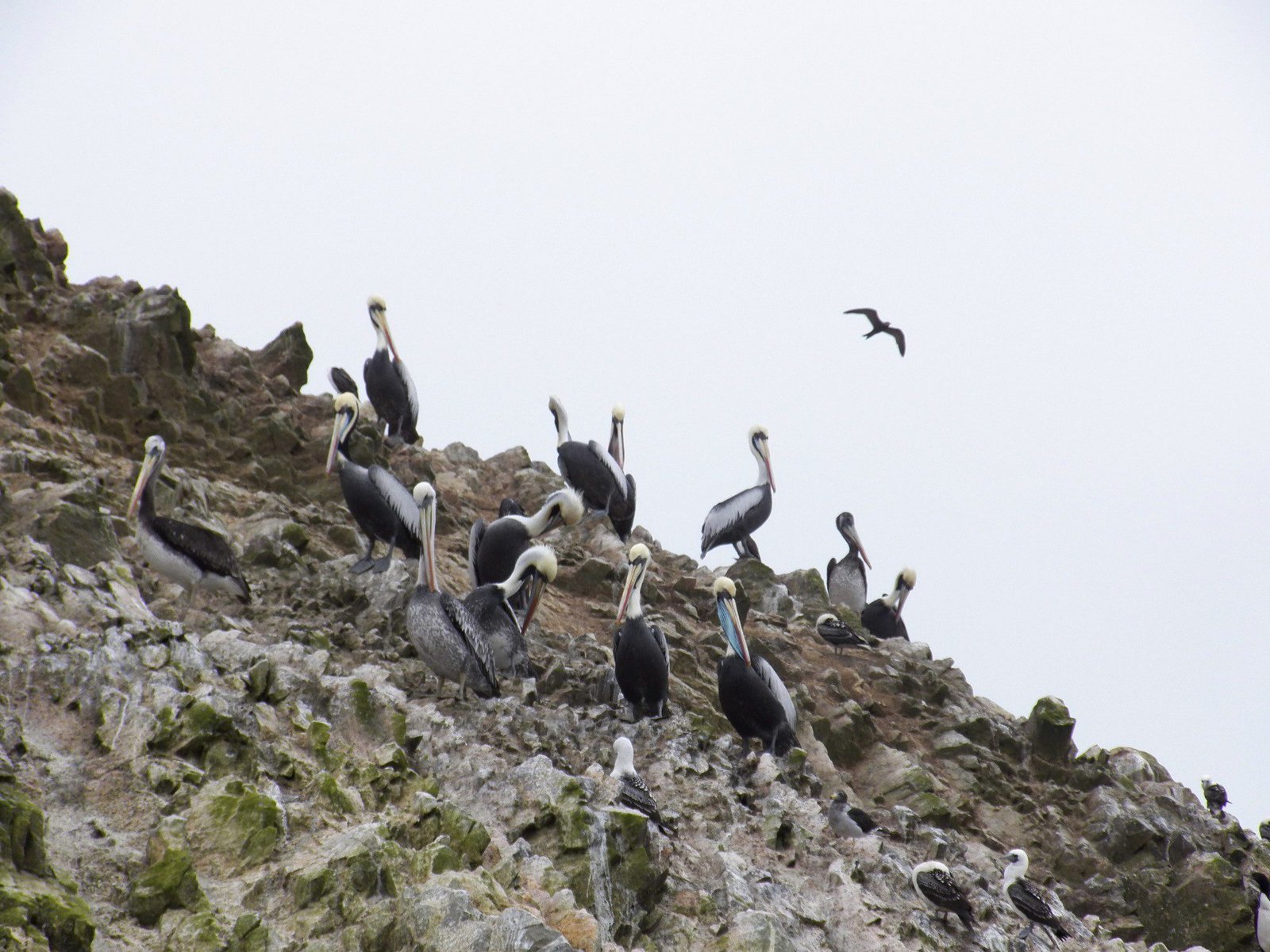 Tientallen pelikanen op berghelling.