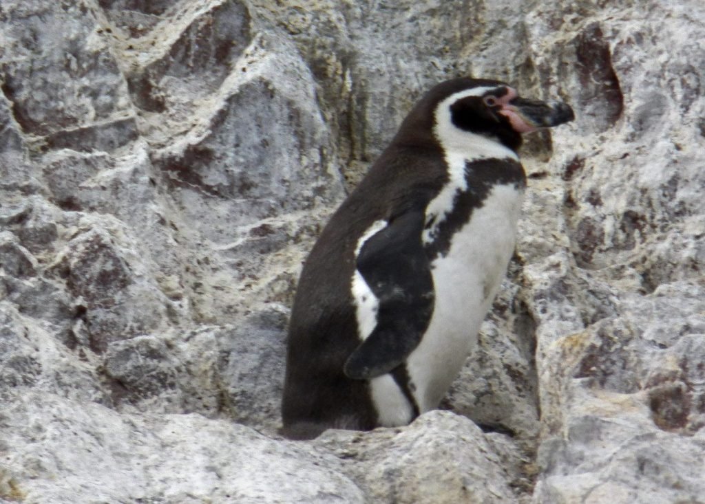 Pinguïn op rots.