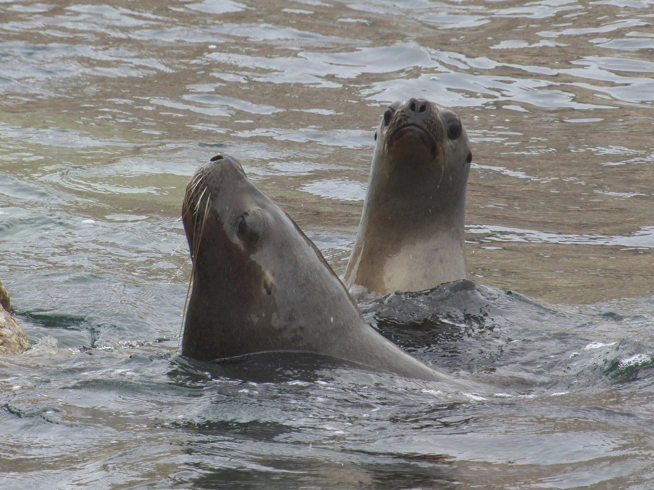 Twee robben met hoofd boven water.