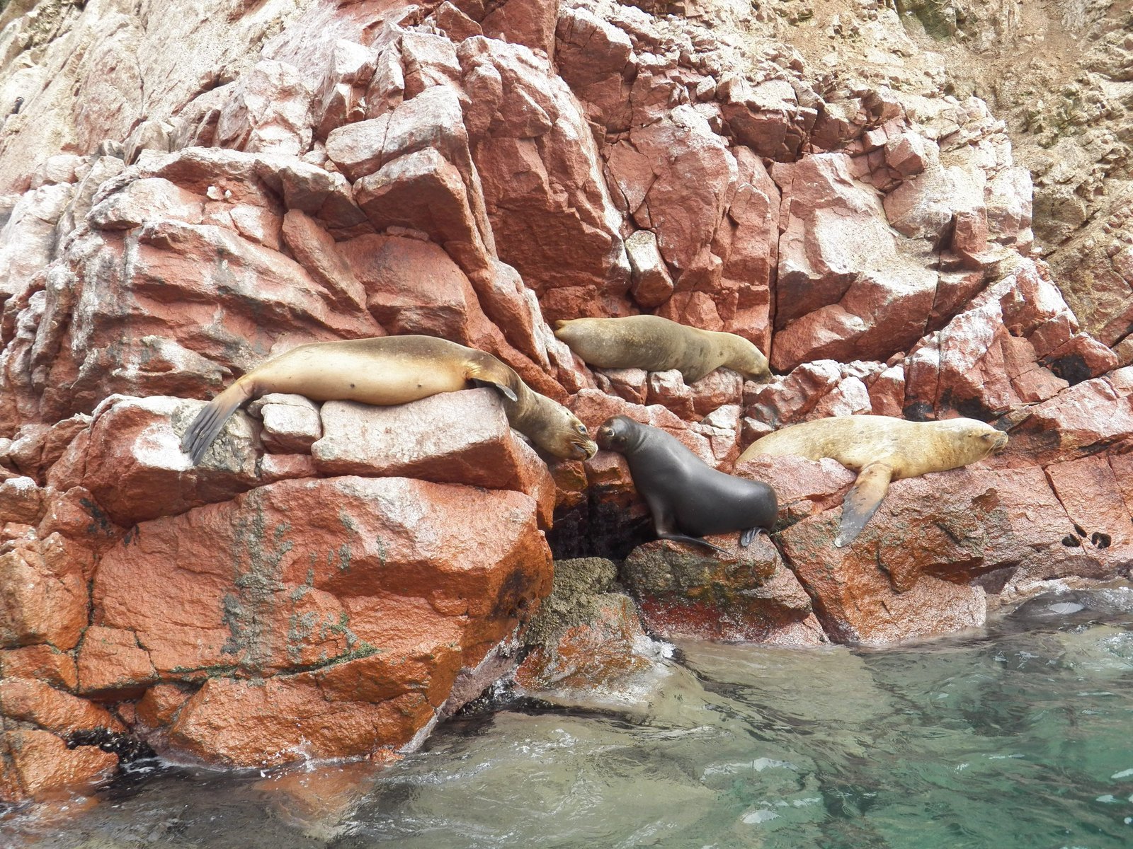 Drie beige en een zwarte zeehond op roze rotsen.